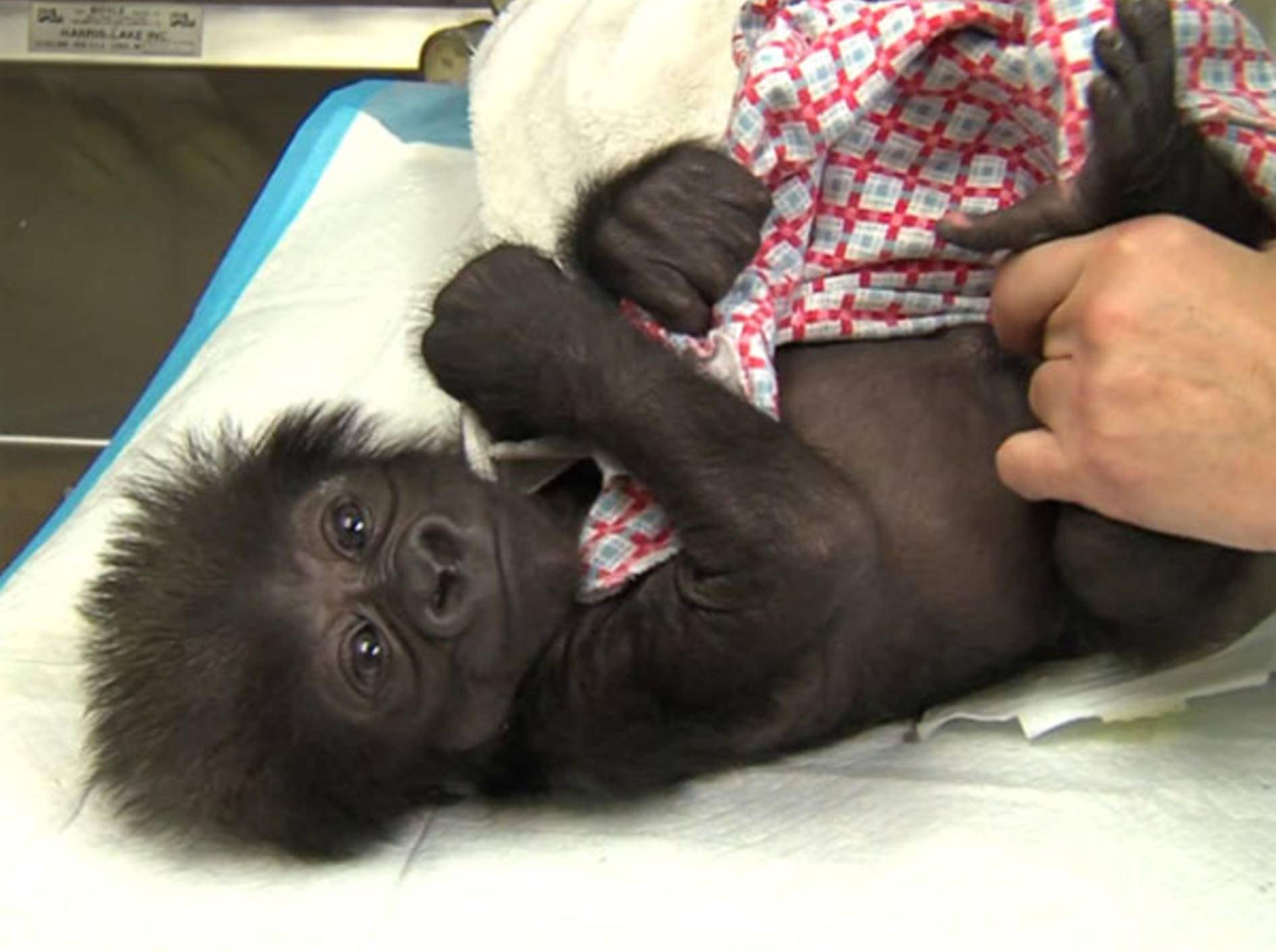 Gorilla-Baby-Affe-Zoo-Cincinnati