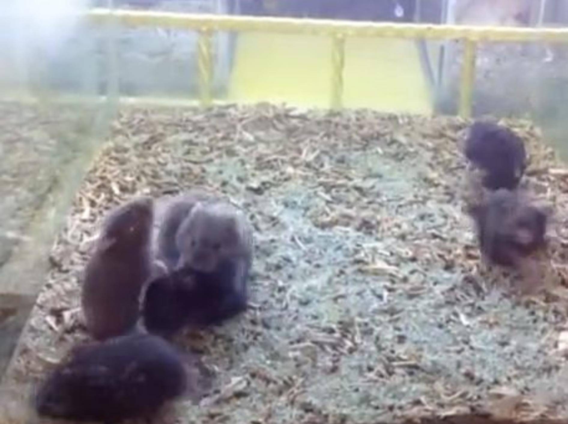 Hamster Harlem Shake: Kein Spaß für Tierliebhaber -Bild: Youtube / Ronggowisnu Prihadi