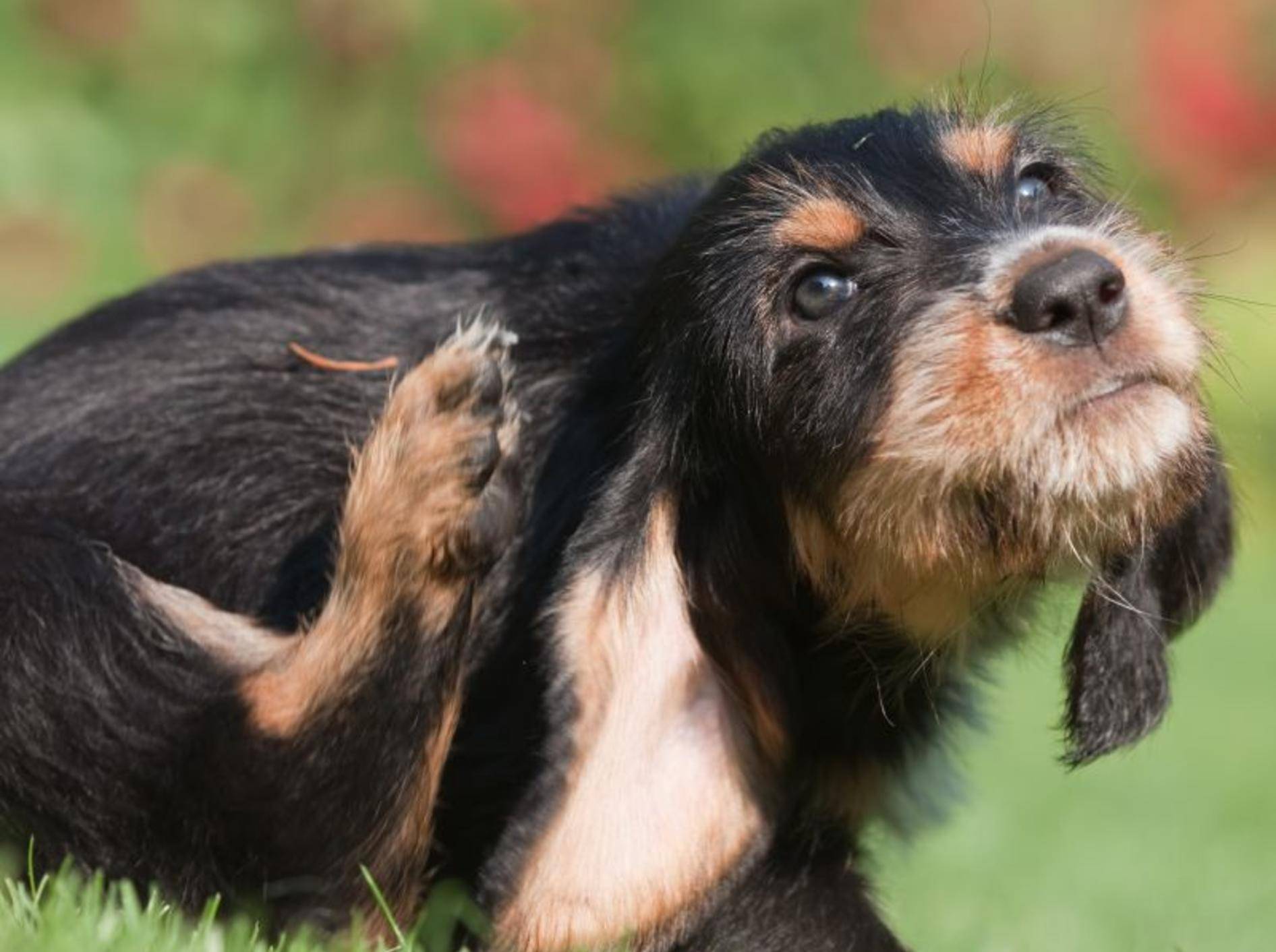 Flöhe beim Hund: Symptome des Befalls – Bild: Shutterstock / Christian Mueller