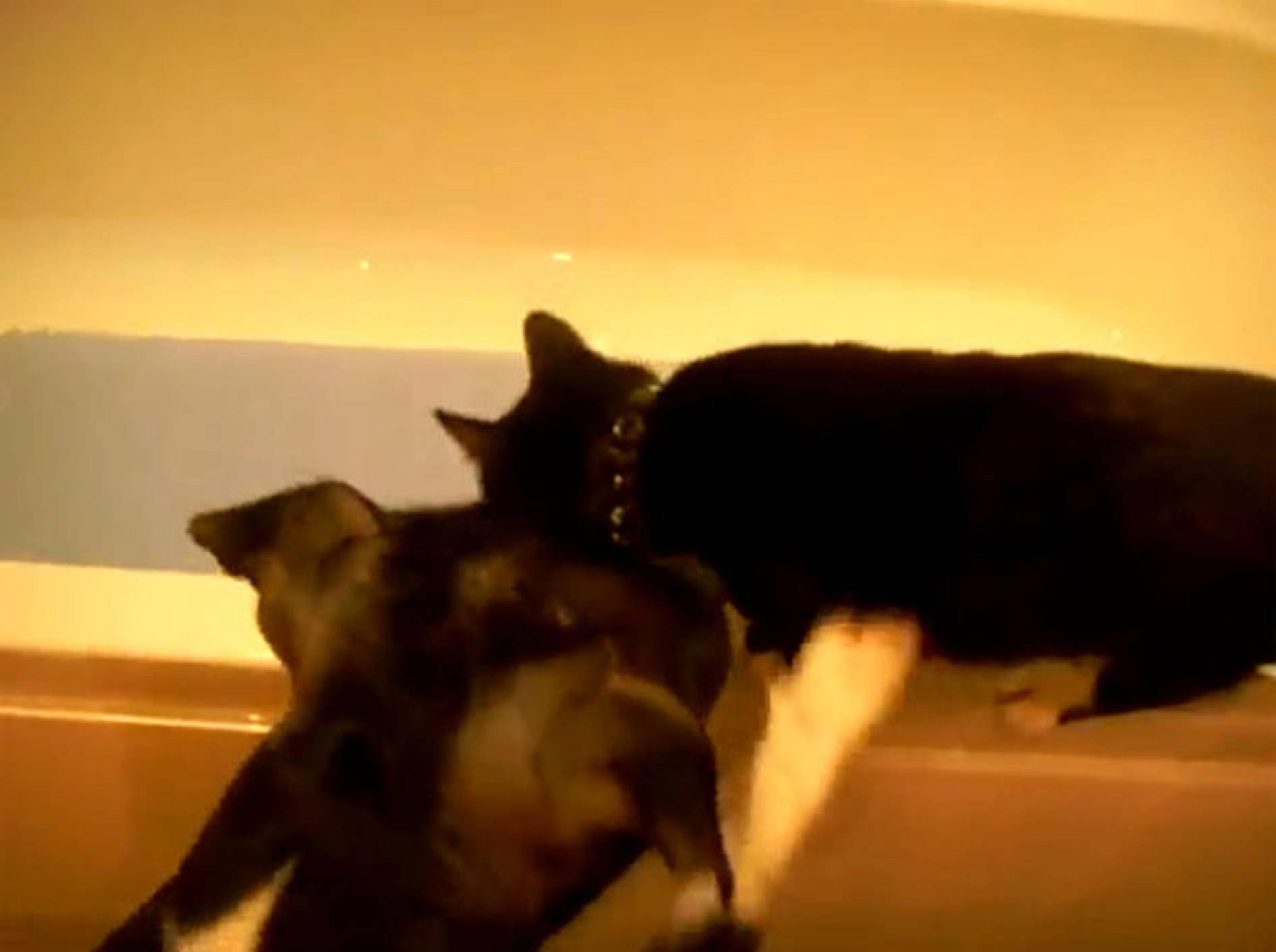 Gemein: Hund schubst Katze in die Badewanne