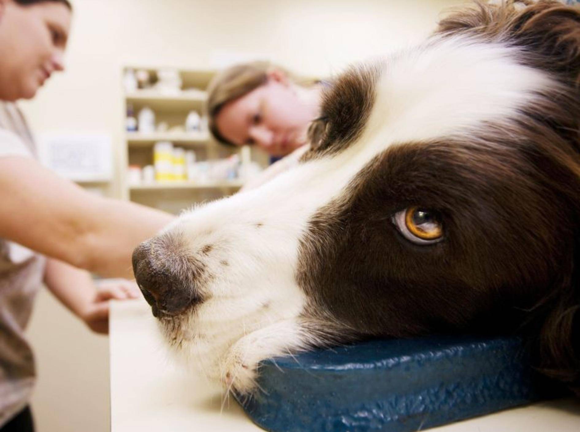 Der Tierarzt kann Ihrem Hund bei einem Wurmbefall am besten helfen — Bild: Shutterstock / CREATISTA