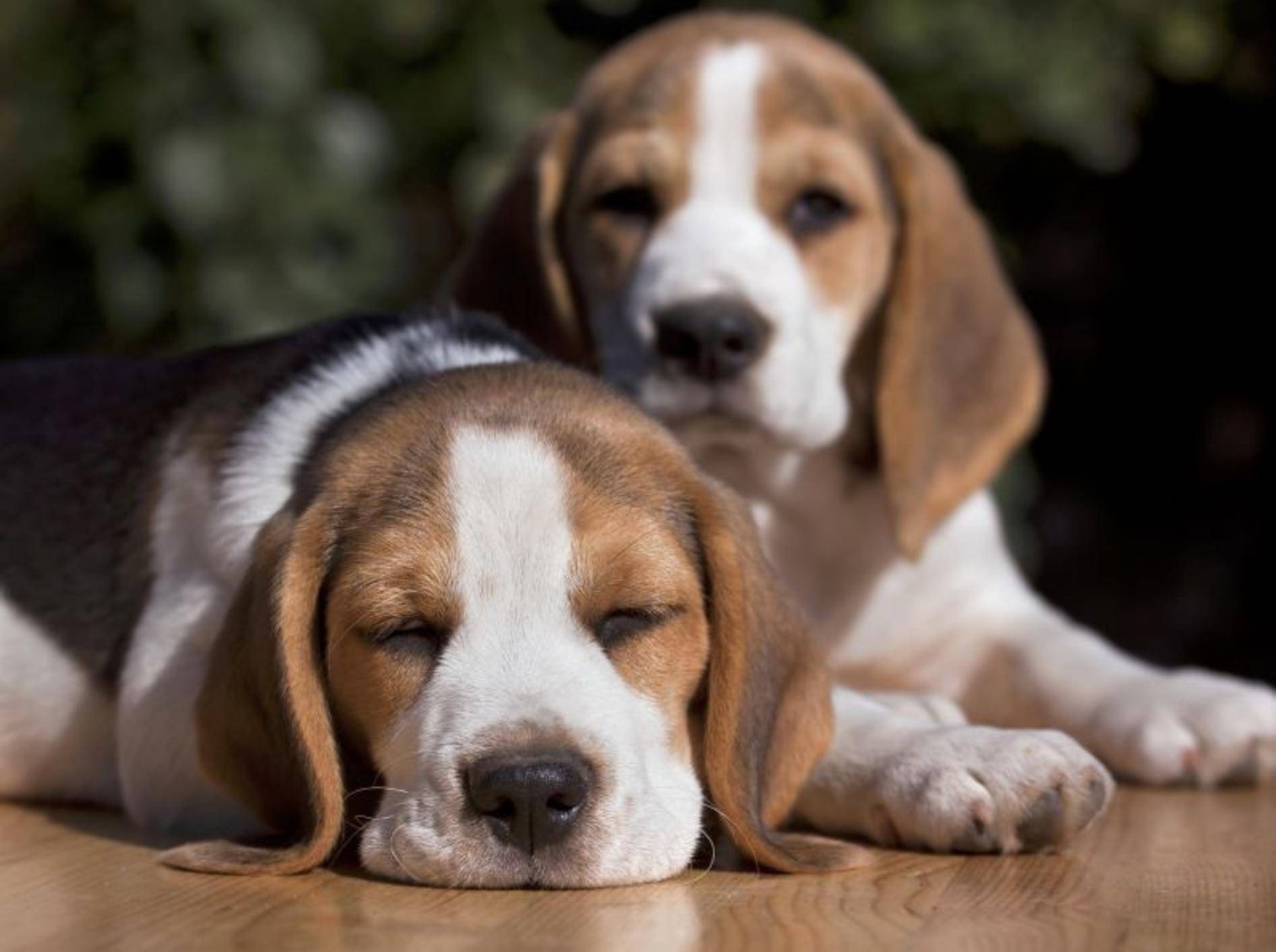 Ein müder, geschwächter Hund könnte unter Wurmbefall leiden — Bild: Shutterstock / Reddogs
