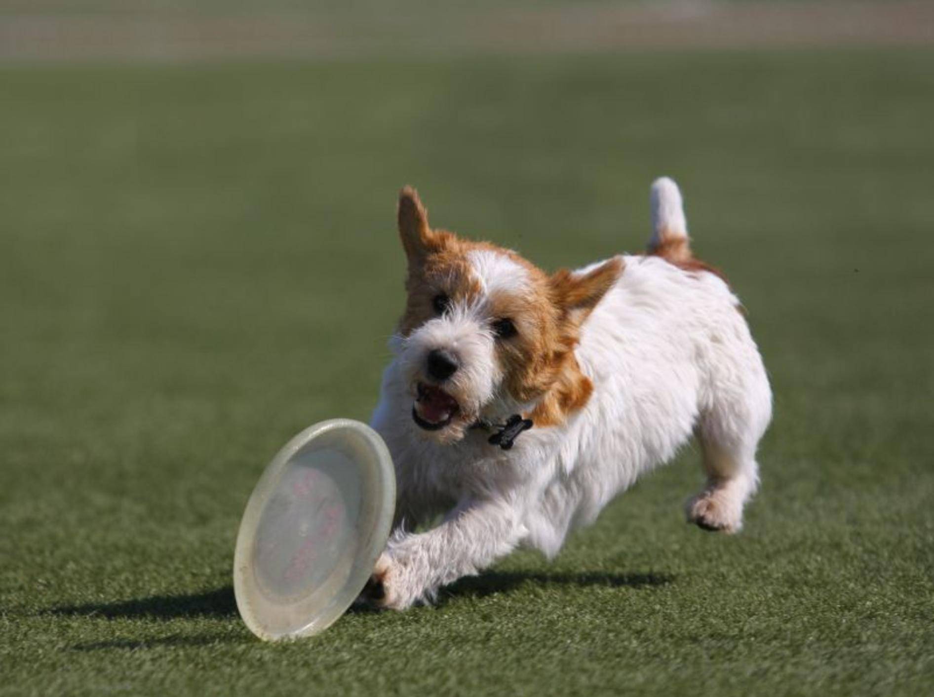 Schlauer Hund Jack Russel Terrier beschäftigt sich selbst