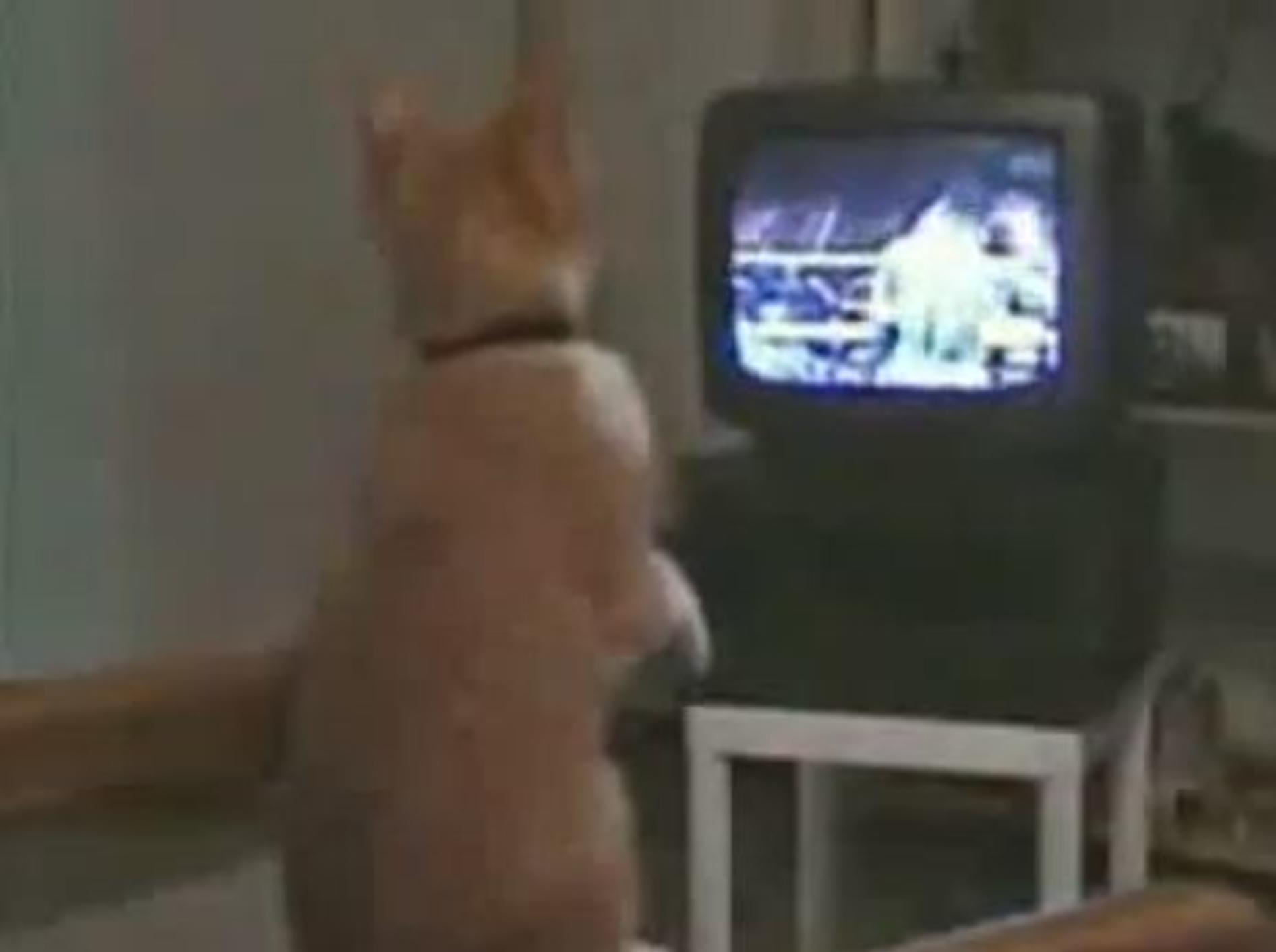 Boxprofi von Morgen: Katze trainiert vor dem Fernseher -Bild: Youtube / Jazvochka