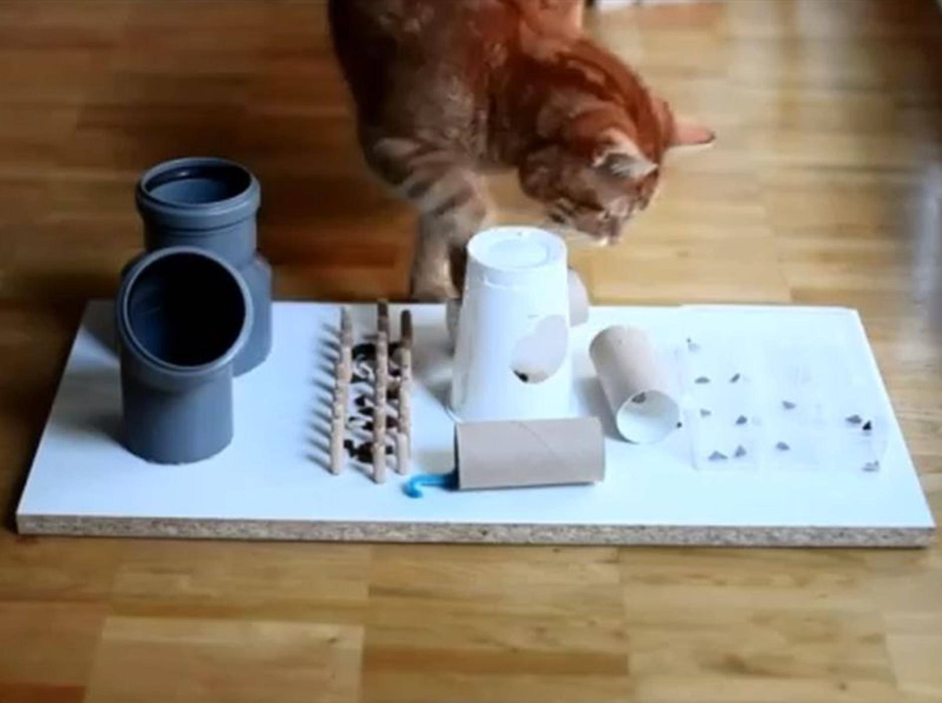 Hochkonzentriert: Eine Katze mit ihrem Fummelbrett – Youtube / leoflixi