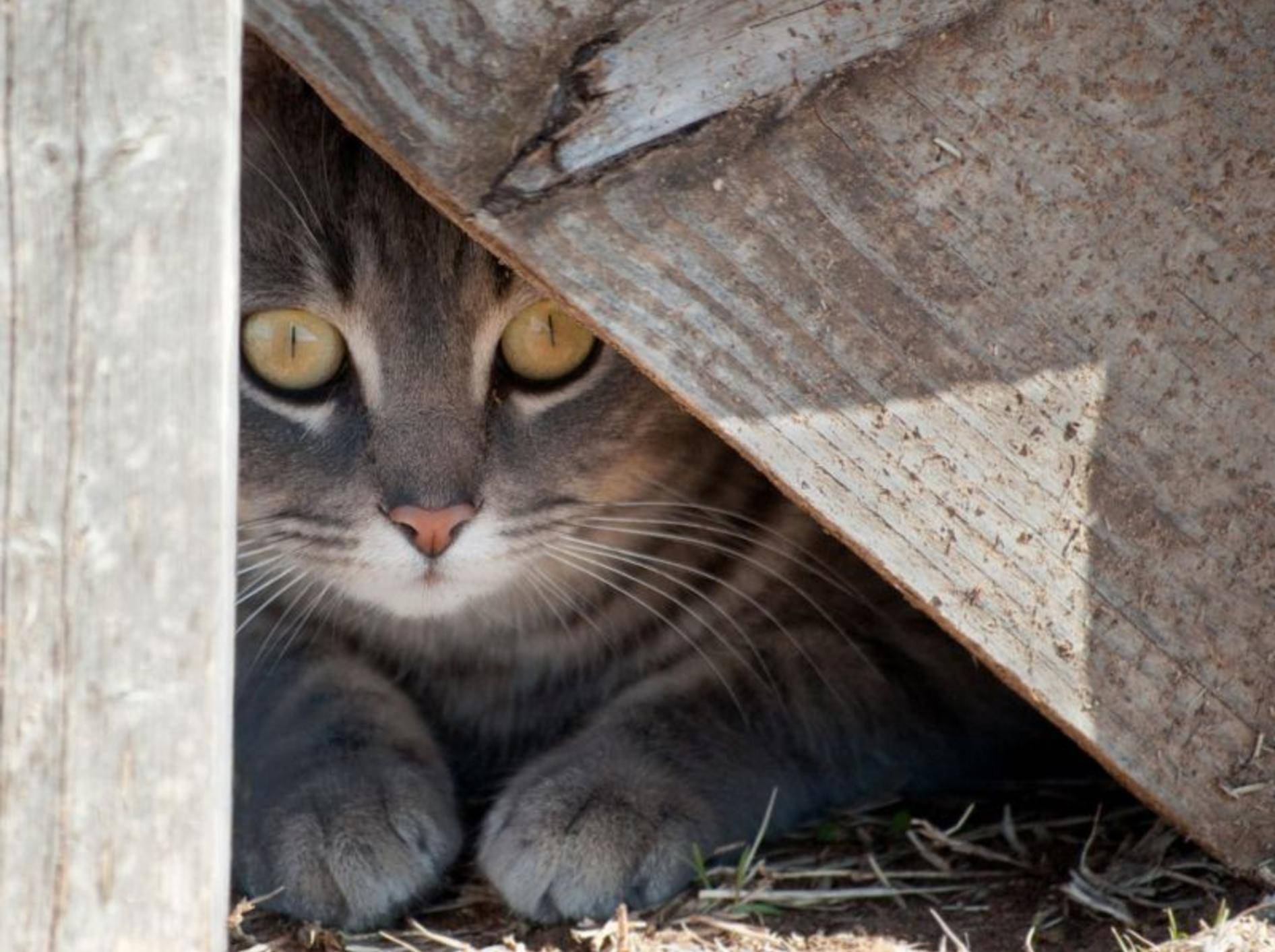 30 Top Images Finden Hauskatzen Wieder Nach Hause / Katze Weg Was Tun Wenn Haustiere Verschwinden Calistas Traum