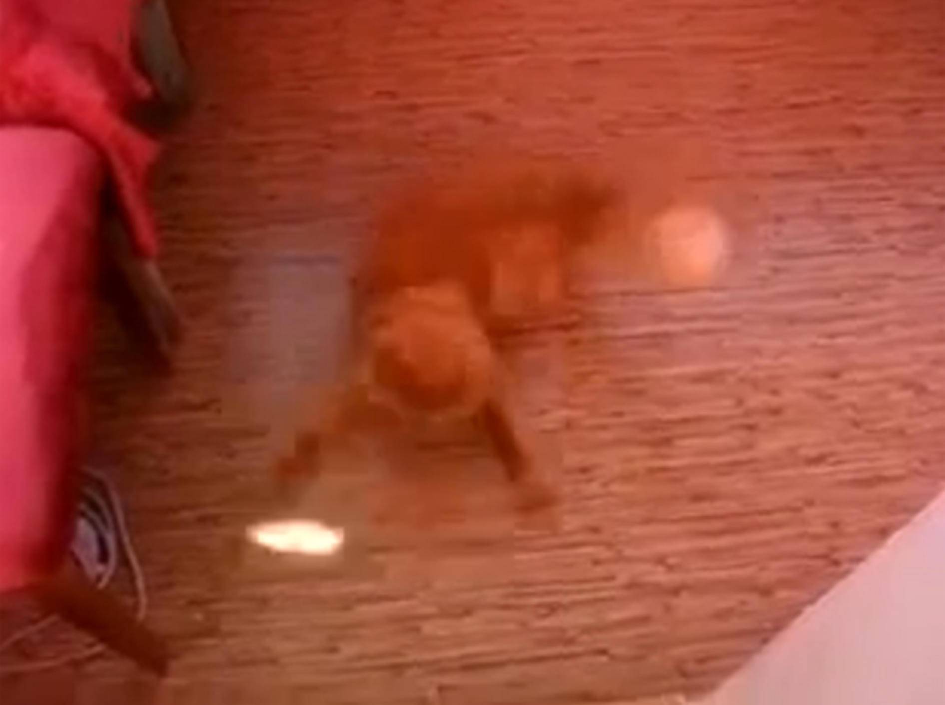 Stepptänzer: Rothaarige Katze legt ne flotte Sohle aufs Parkett