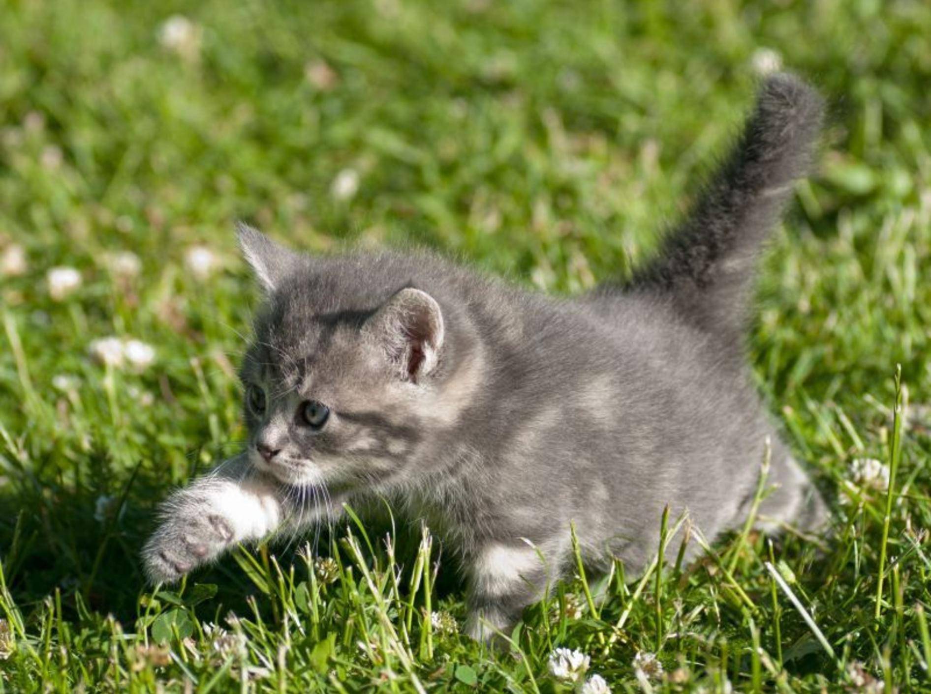 Sie sind so beliebt als Haustiere, weil... Katzen als Babys einfach bezaubernd und unwiderstehlich sind — Bild: Shutterstock / AnnaIA