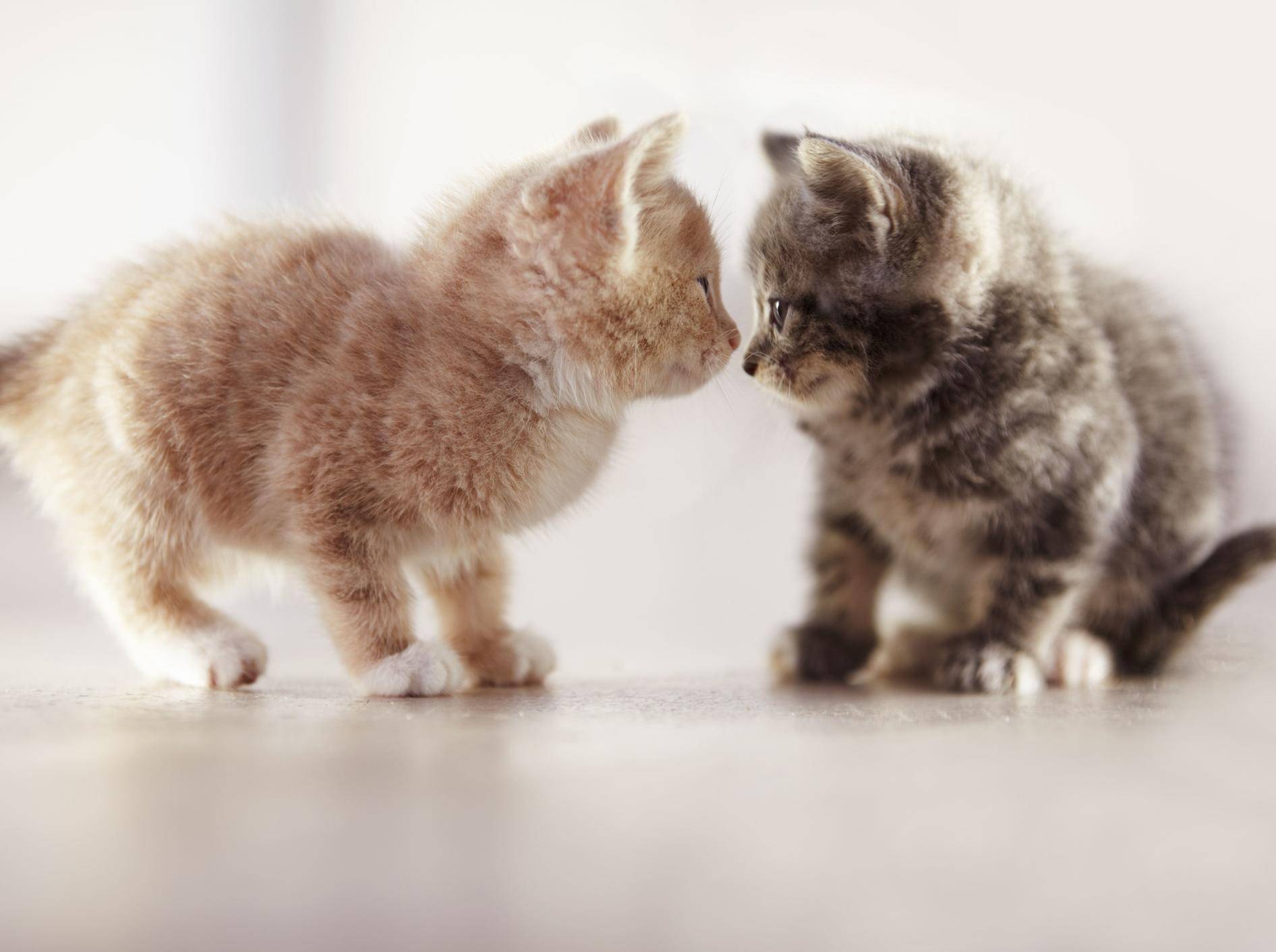 "Huch, du siehst ja heute anders aus!" Katzenbabys beim Spielen — Bild: Shutterstock / Yuri Arcurs