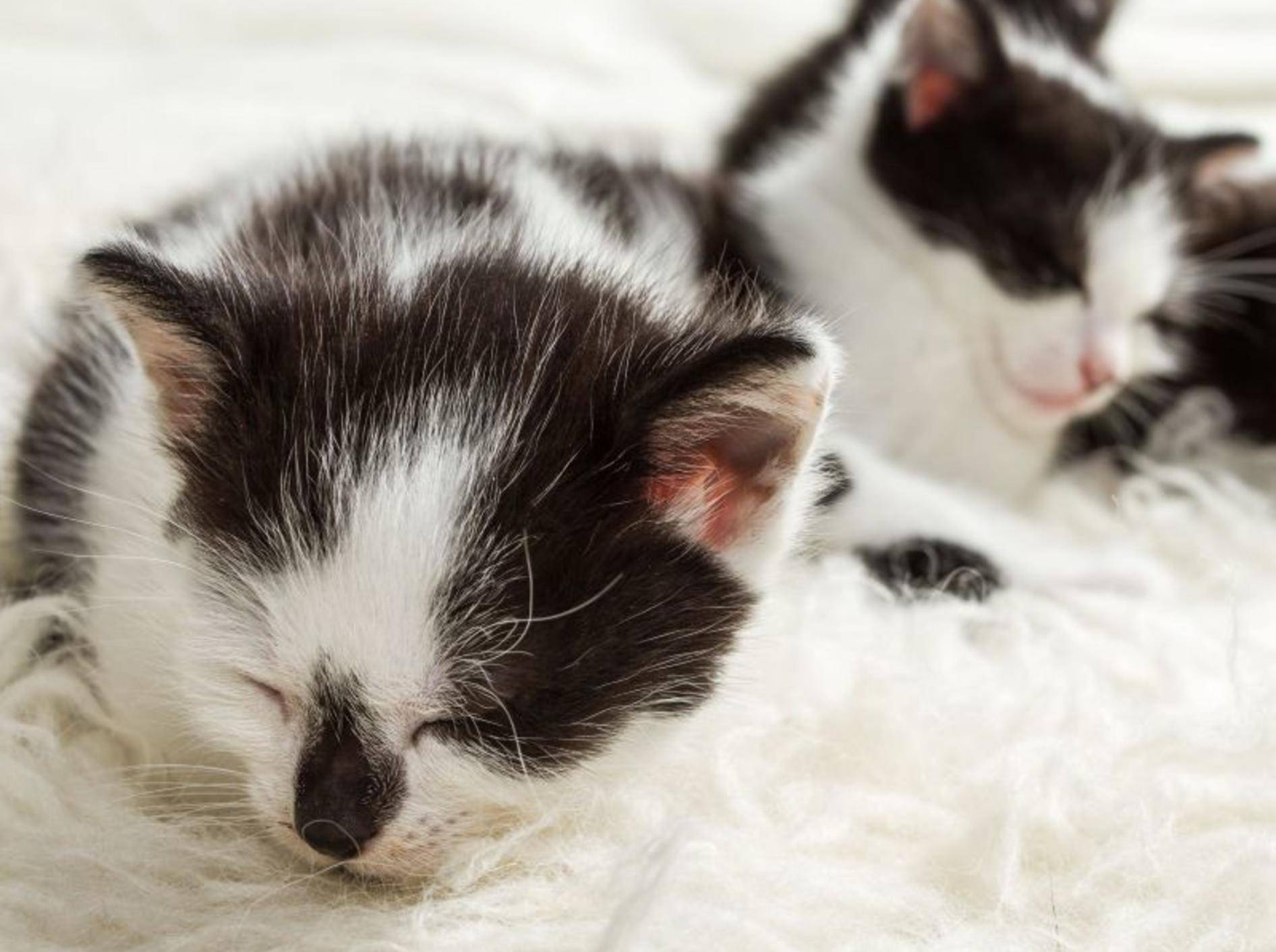 Diese Katzenbabys teilen sich nicht nur das Aussehen, sondern auch den Schlafplatz — Bild: Shutterstock / Shaiith