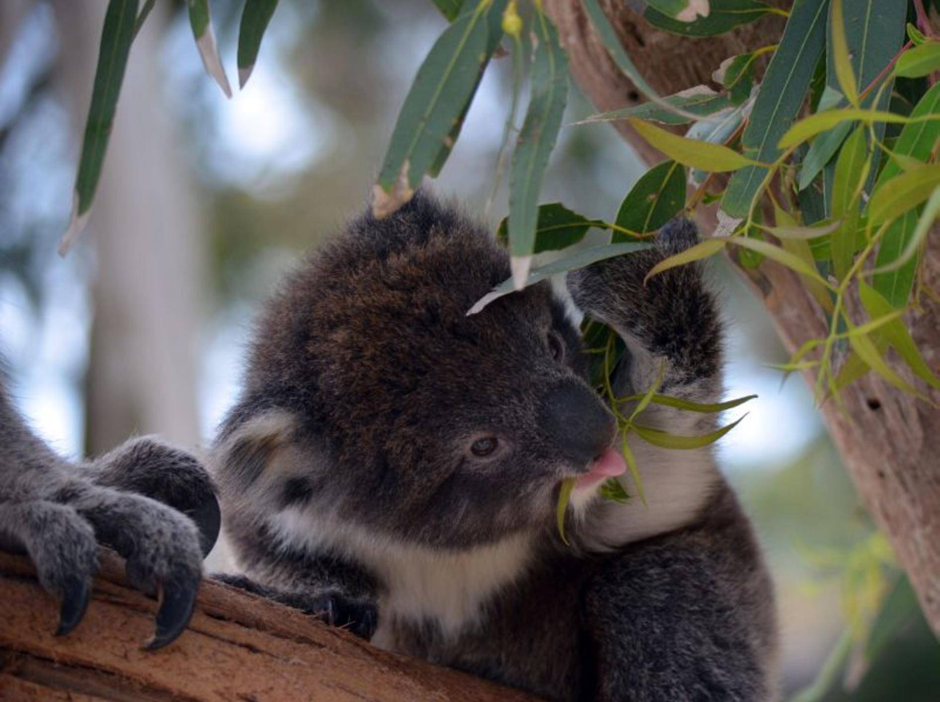 Man muss den Koala einfach mögen, weil er so süß beim Essen aussieht — Bild: Shutterstock / Susan Flashman