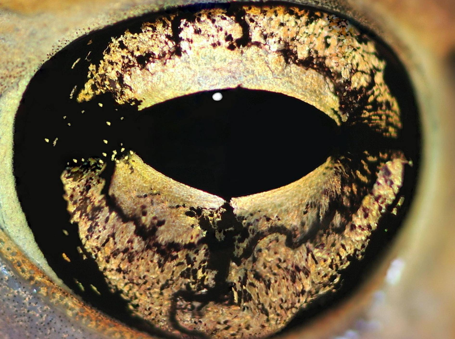 Gold gemustert und wunderschön: Welchem Tier gehört dieses Auge? — Bild: Shutterstock / StevenRussellSmithPhotos