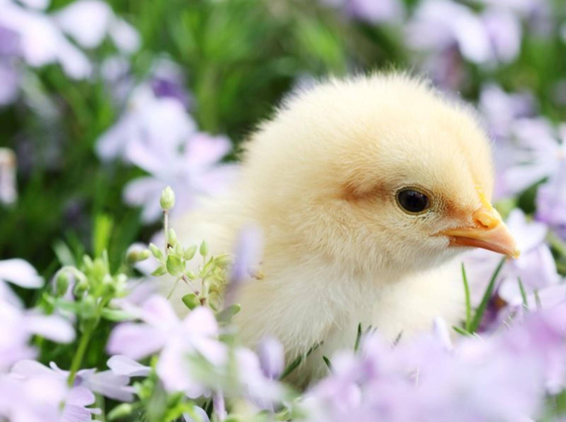 Kleines Küken, großer Ausflug: Im Lavendelfeld lässt's sich Leben! — Bild: Shutterstock / Stephanie Frey