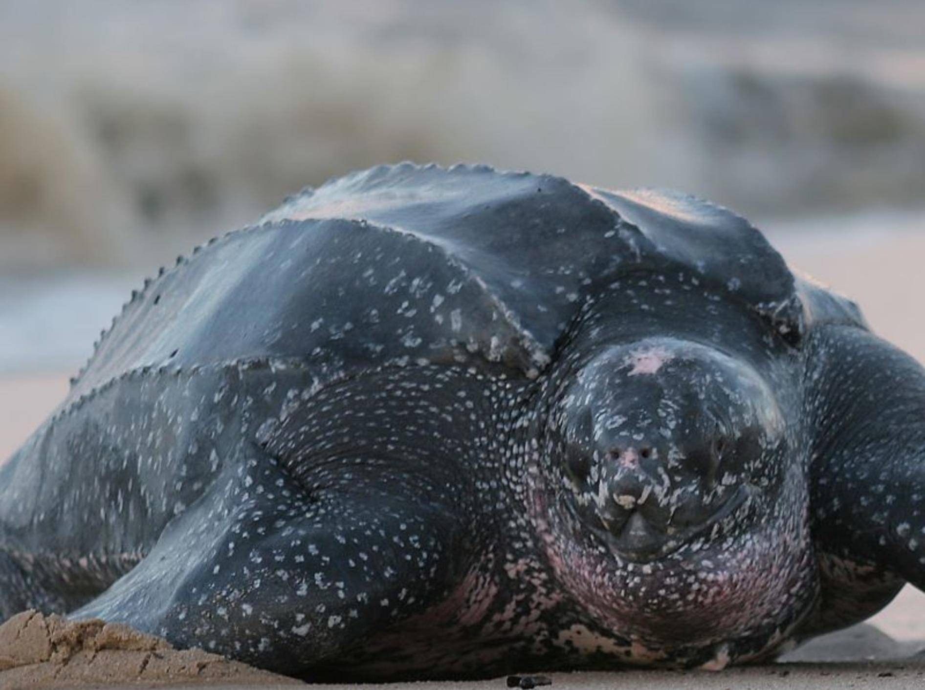 Lederschildkröte: Mit bis zu 916 kg das schwerste Reptil — Bild: Shutterstock / Stephanie Rousseau
