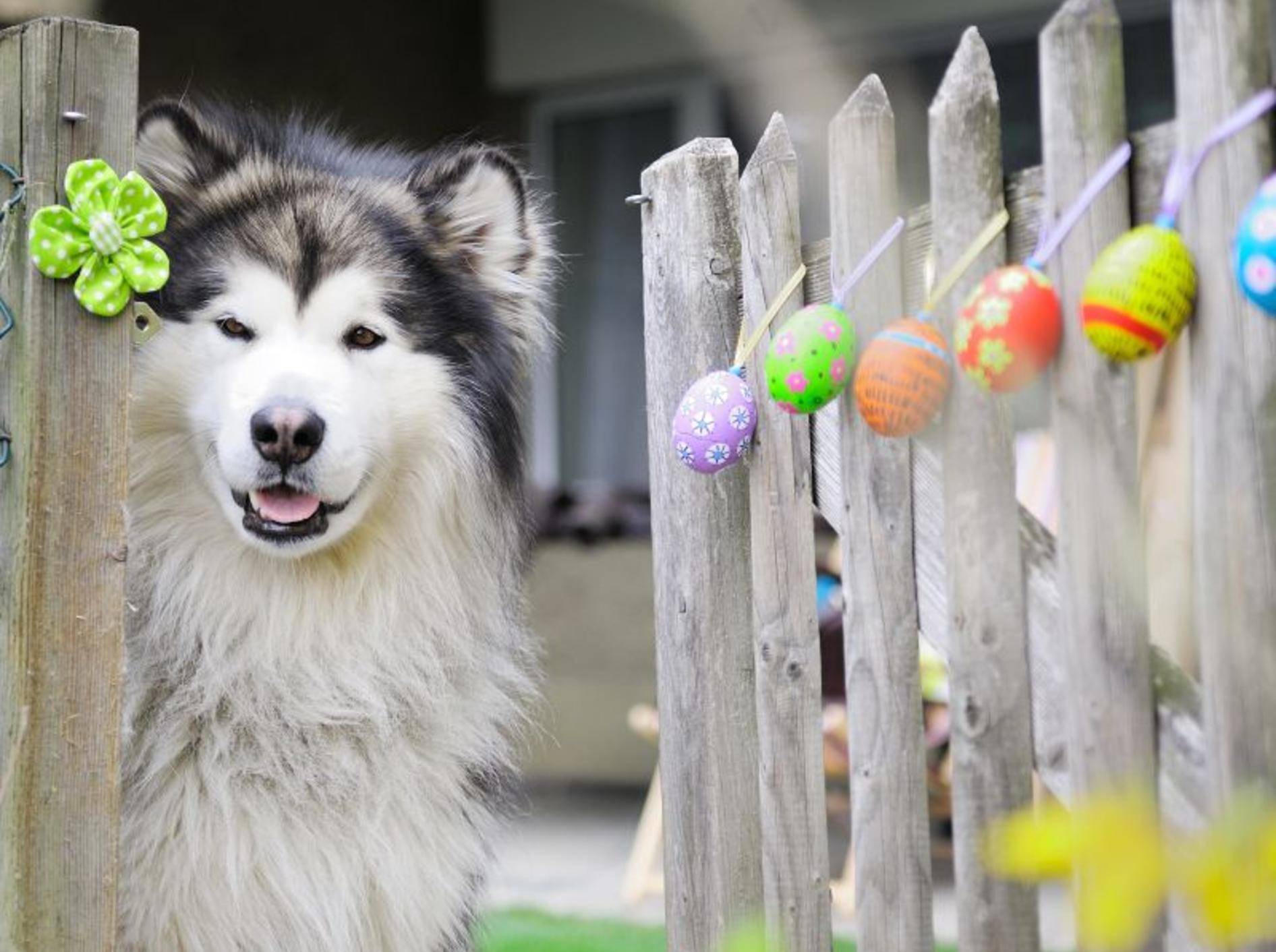 Auch Hunde kann man ins Osterfest integrieren — Bild: Shutterstock / Zanna Demcenko