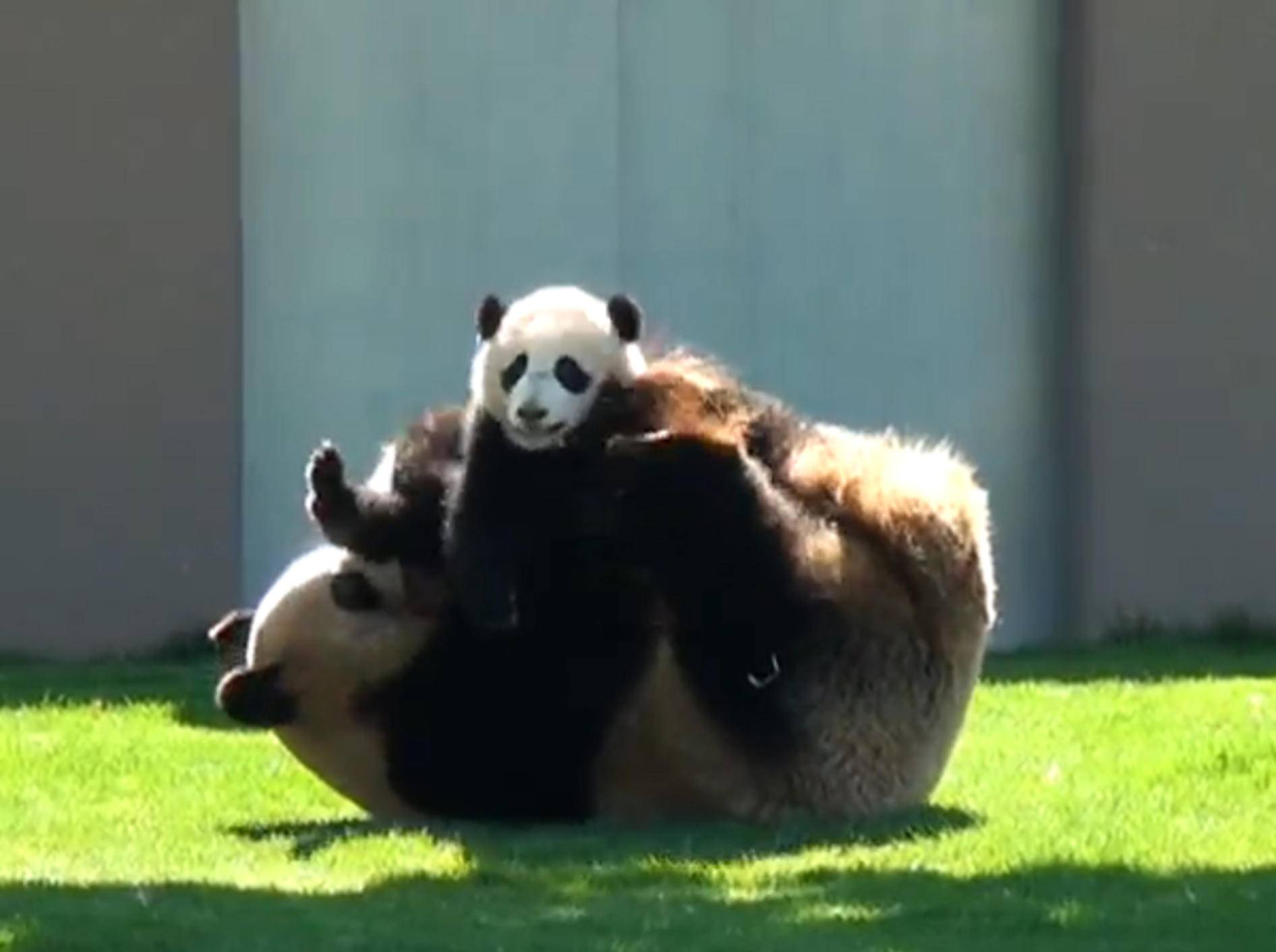 Süßes Panda-Baby tobt mit seiner Mama herum