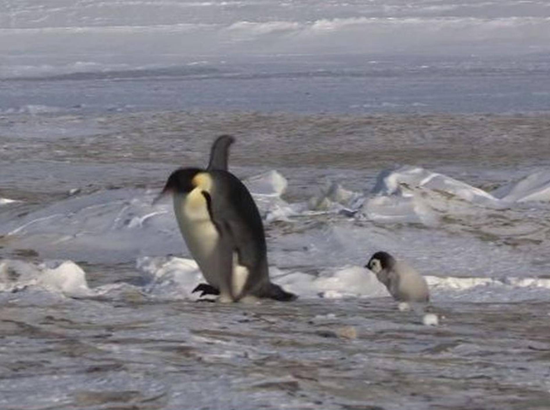 Pinguine rutschen aus — Bild: Youtube / JohnDownerProd