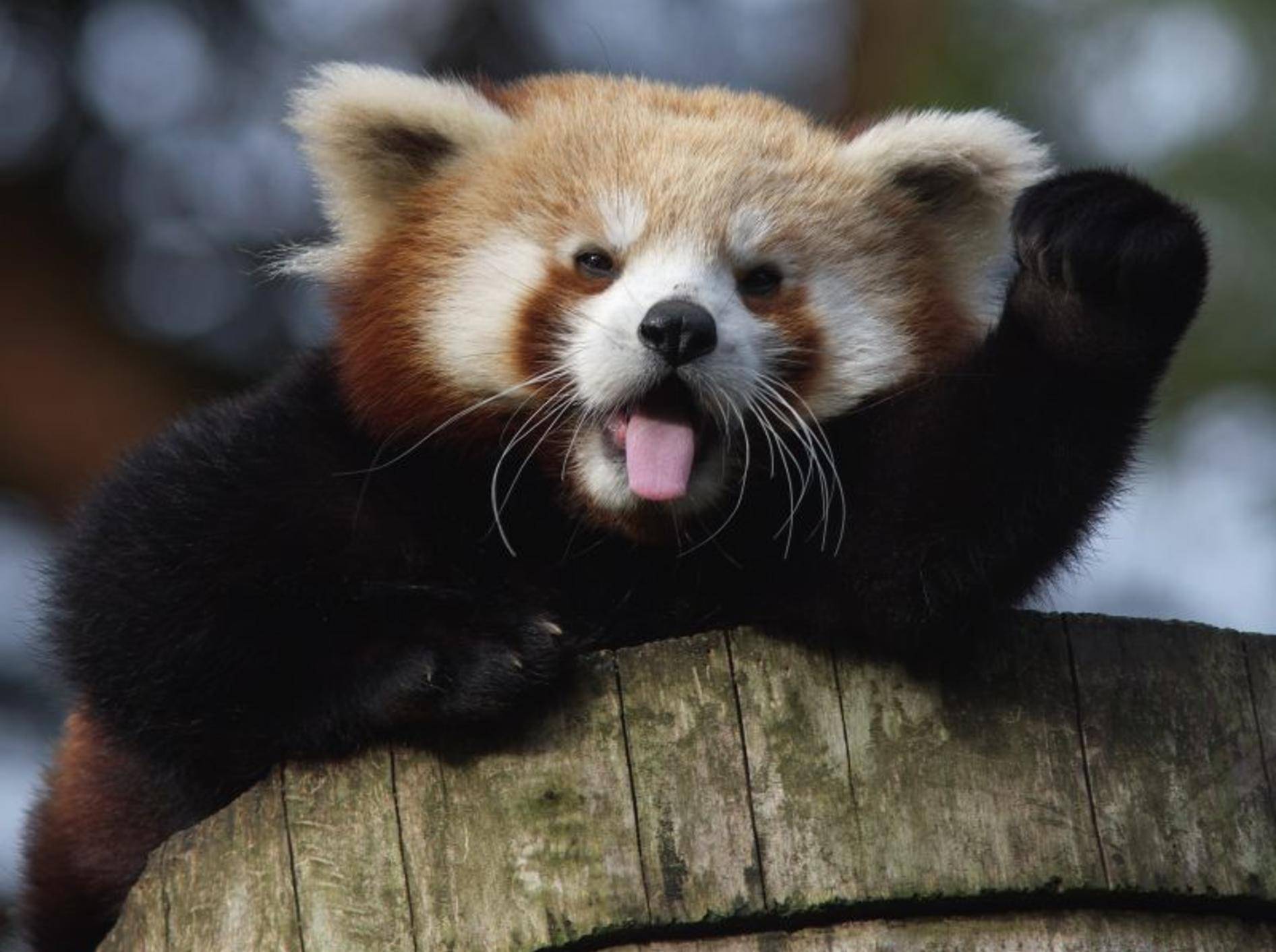 Roter Panda - Bild: Shutterstock / Nick Biemans