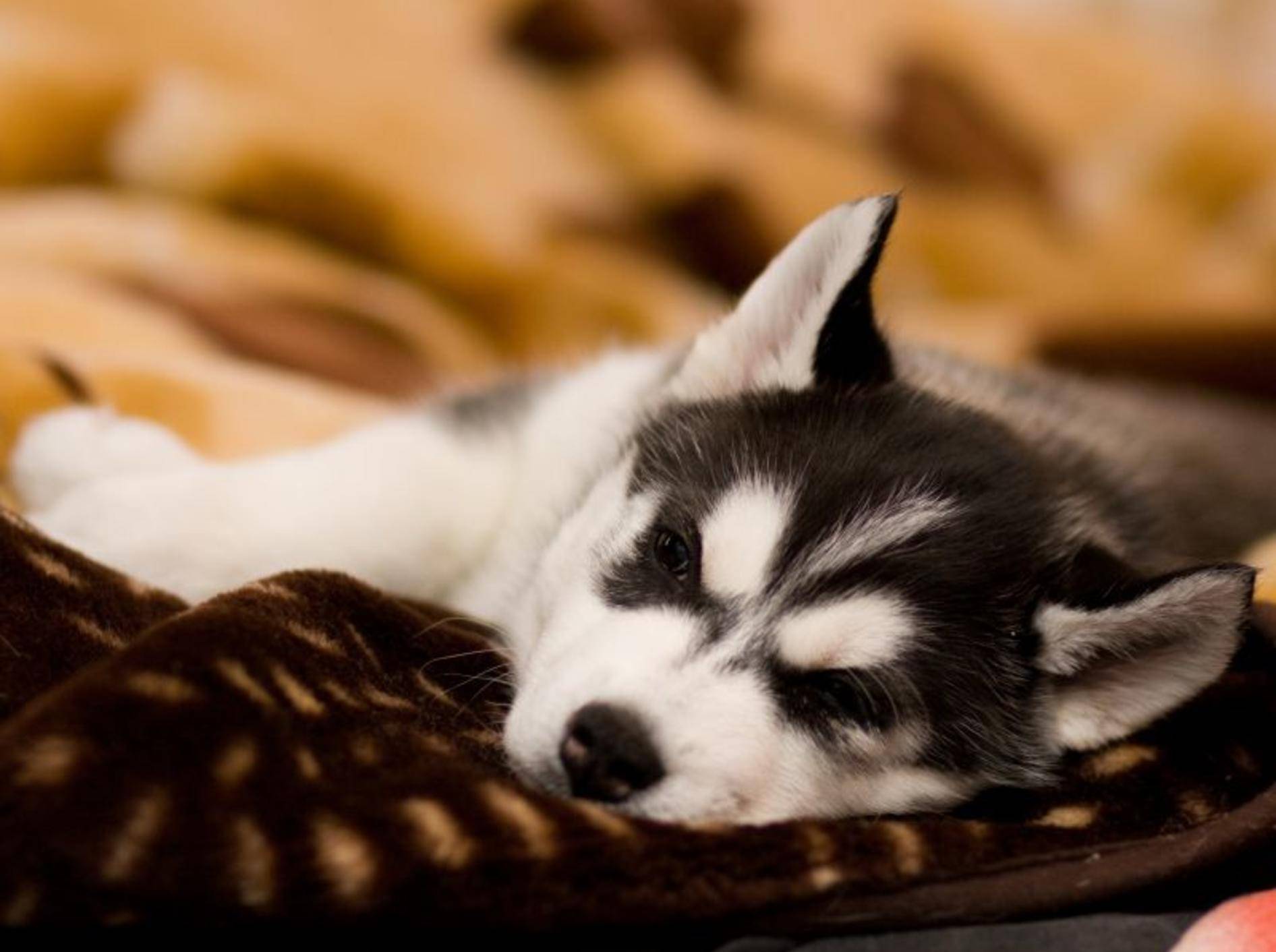 Total entspannt: Diesen Siberian Husky bringt nichts aus der Ruhe — Bild: Shutterstock / Nata Sdobnikova