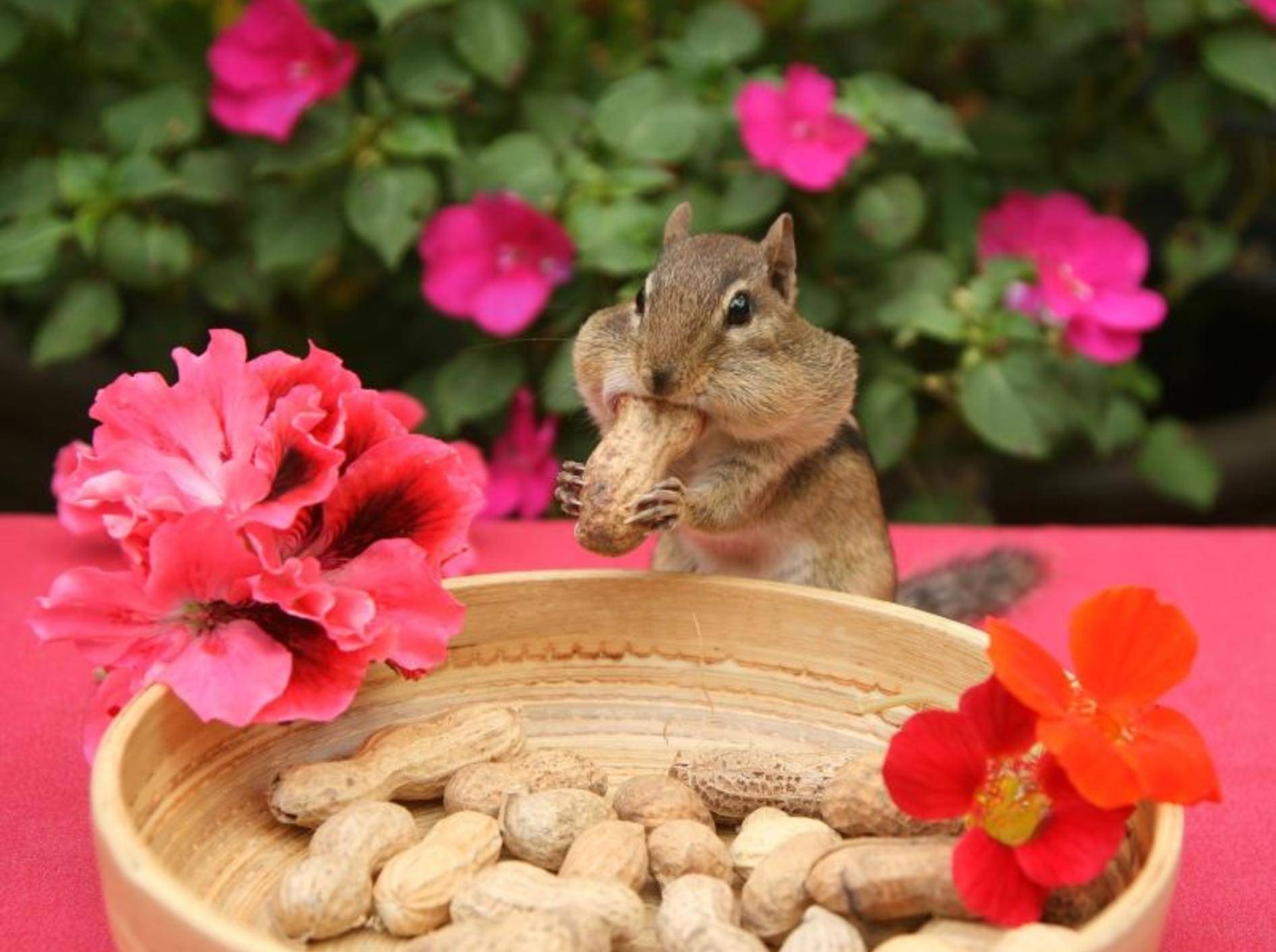 Streifenhörnchen beim Mitagessen: "Lecker Erdnüsse" — Bild: Shutterstock / Elaine Davis