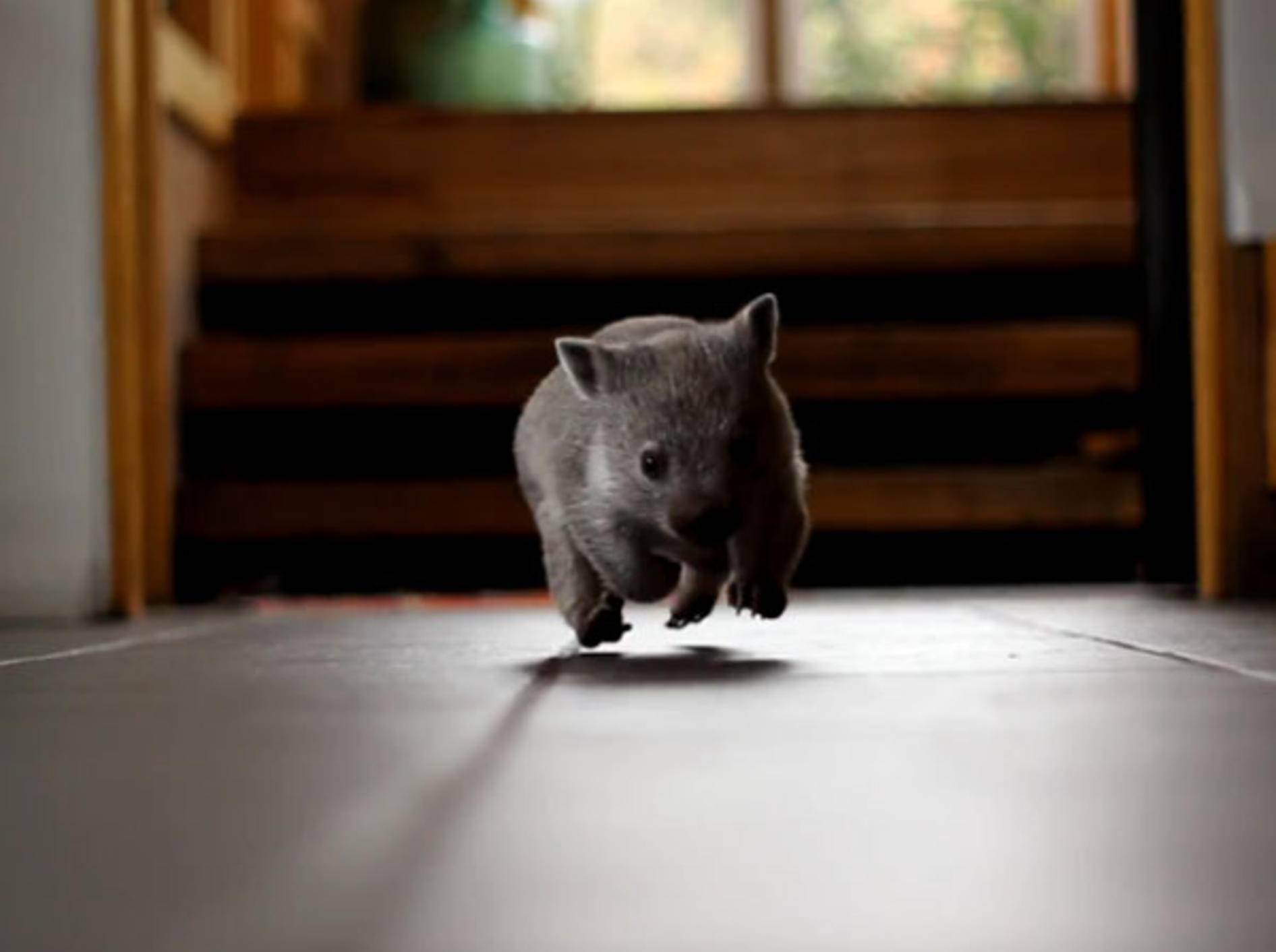 Süßer Baby-Wombat "Magnolia" kommt auf Touren und erobert unsere Herzen
