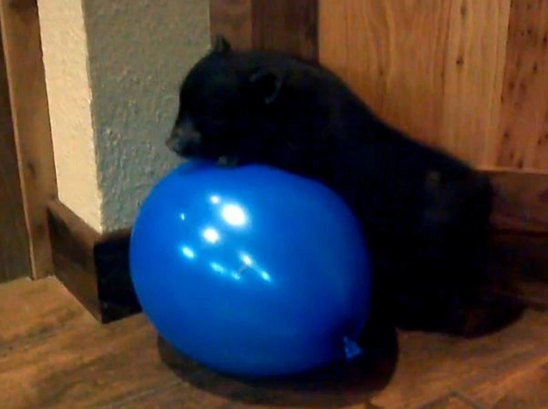niedliches-schwarzes-schwein-spielt-mit-ballon