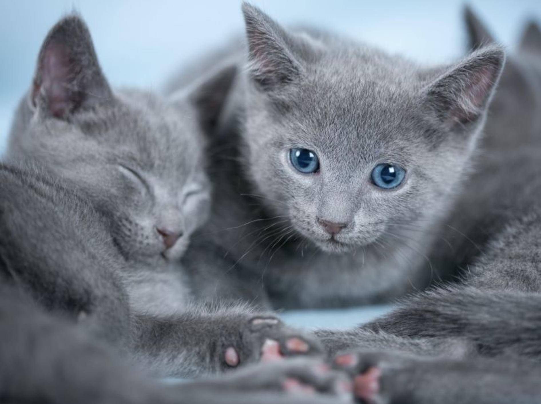 Russisch Blau Babykatzen gelten im Gegensatz zu erwachsenen Tieren als äußerst lebhaft und abenteuerlustig — Bild: Shutterstock / Petr Jilek