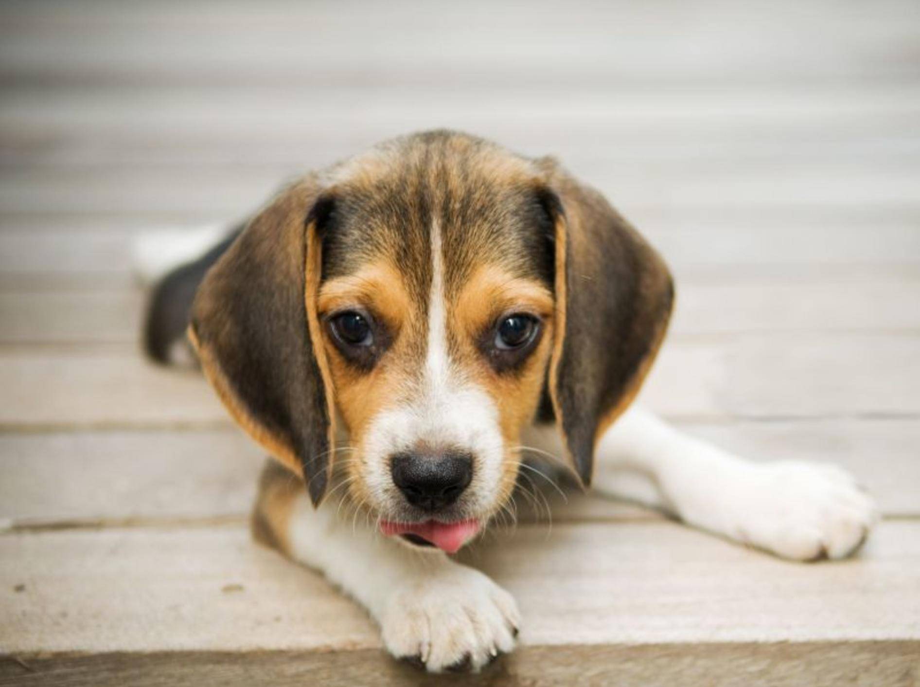 So süß Beagle auch sind: Als Jagdhunde gehören sie in erfahrene Hände — Bild: Shutterstock / Kittipojn Pravalpatkul