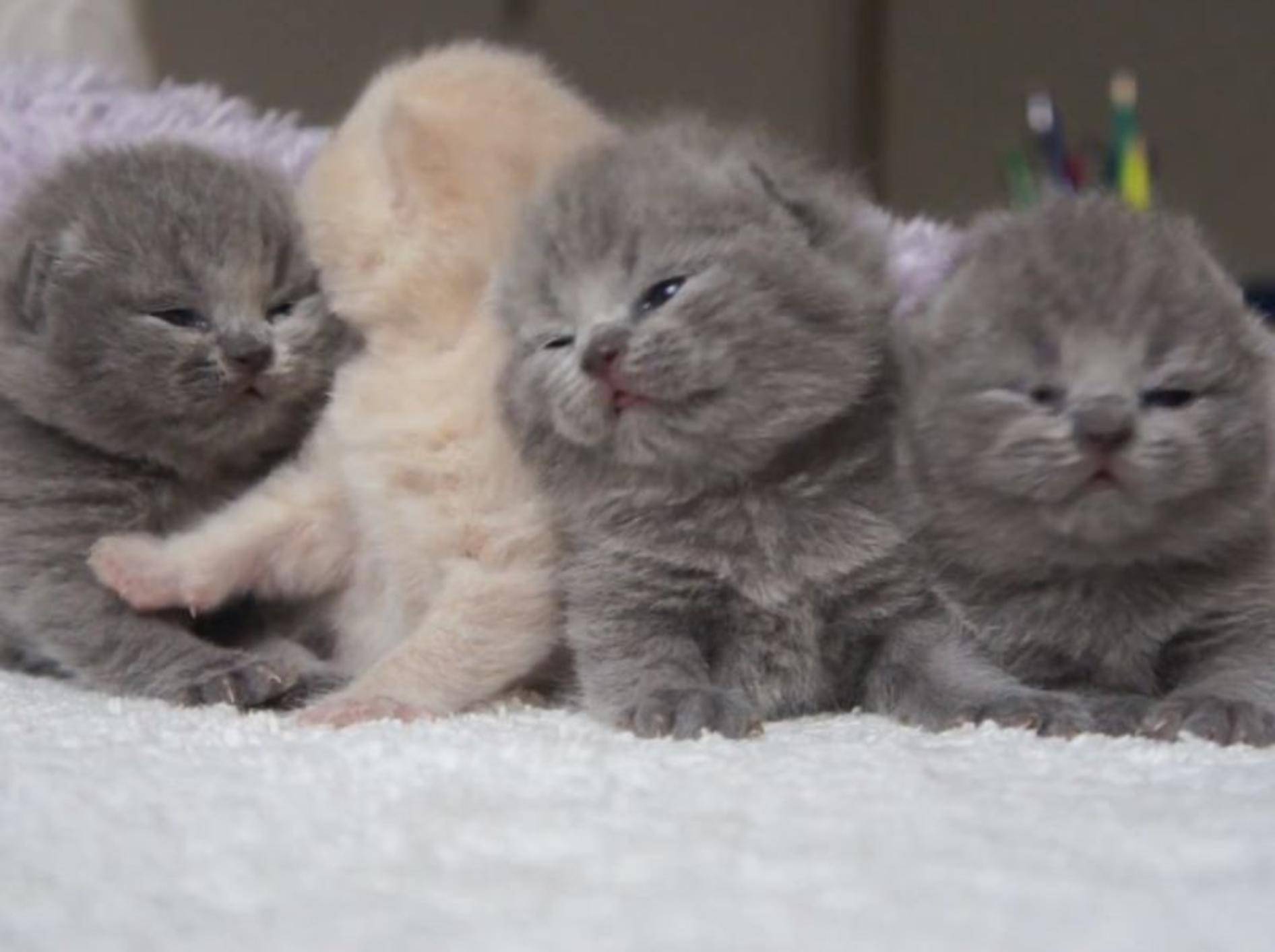 Babykatzen maunzen um die Wette: Übung macht den Meister — Bild: Youtube / AishaAmazing