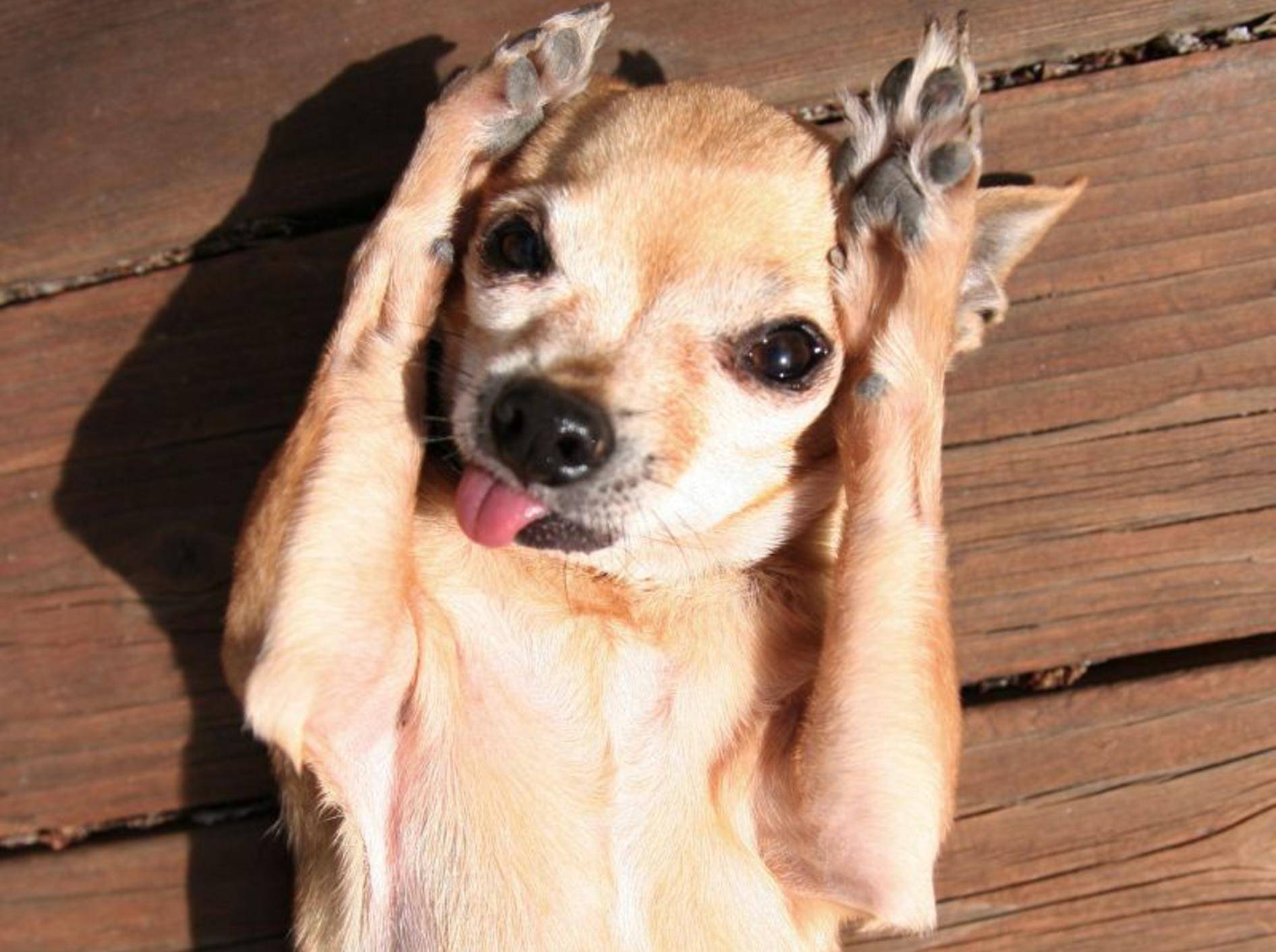 Kleiner Chihuahua: Sonnenbad für Hunde? Ich bin dabei! — Bild: Shutterstock / Annette Shaff