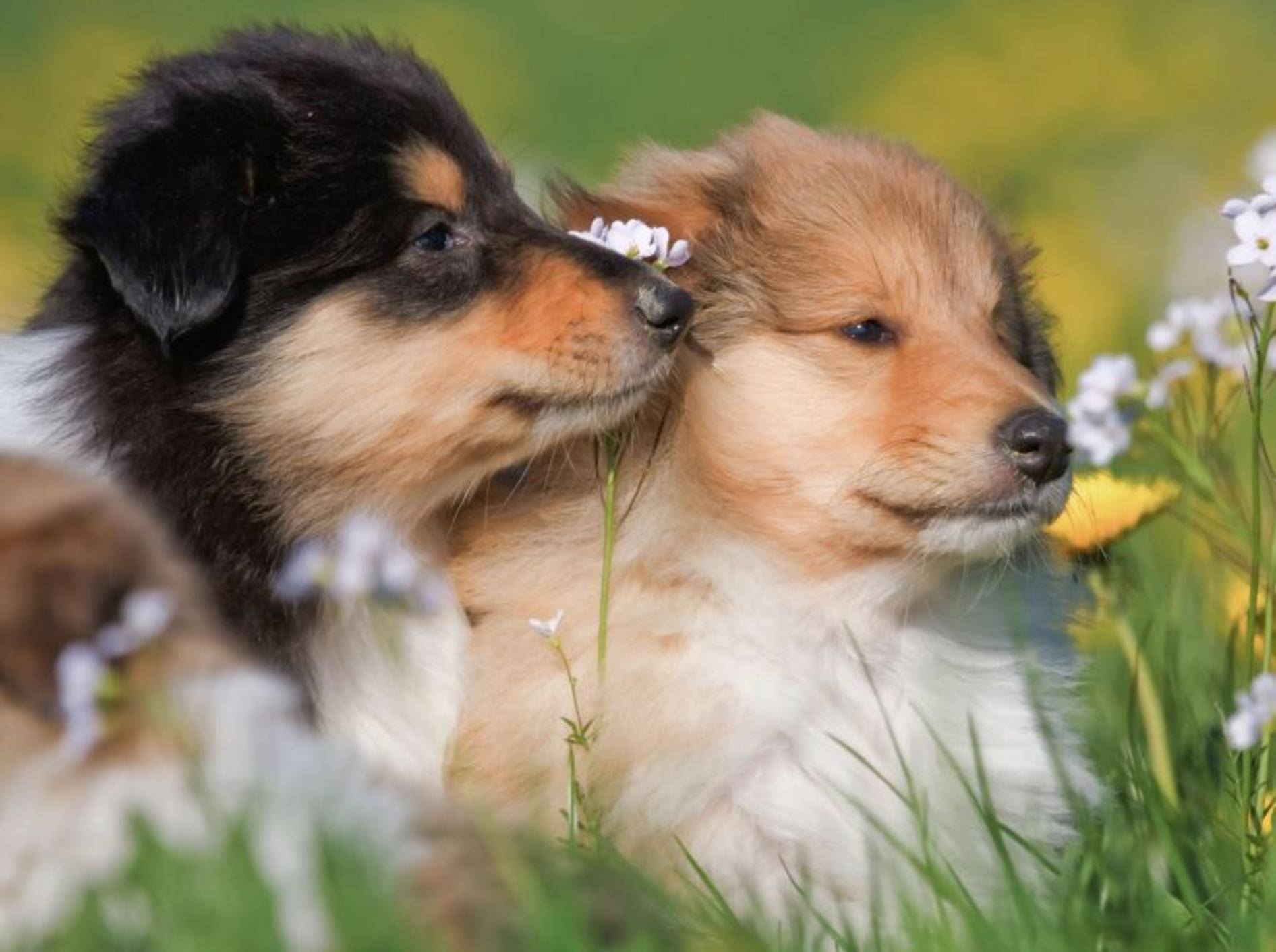 Hundegeschwister sind toll weil ... man mit ihnen die Sonne genießen kann — Bild: Shutterstock / Christian Mueller