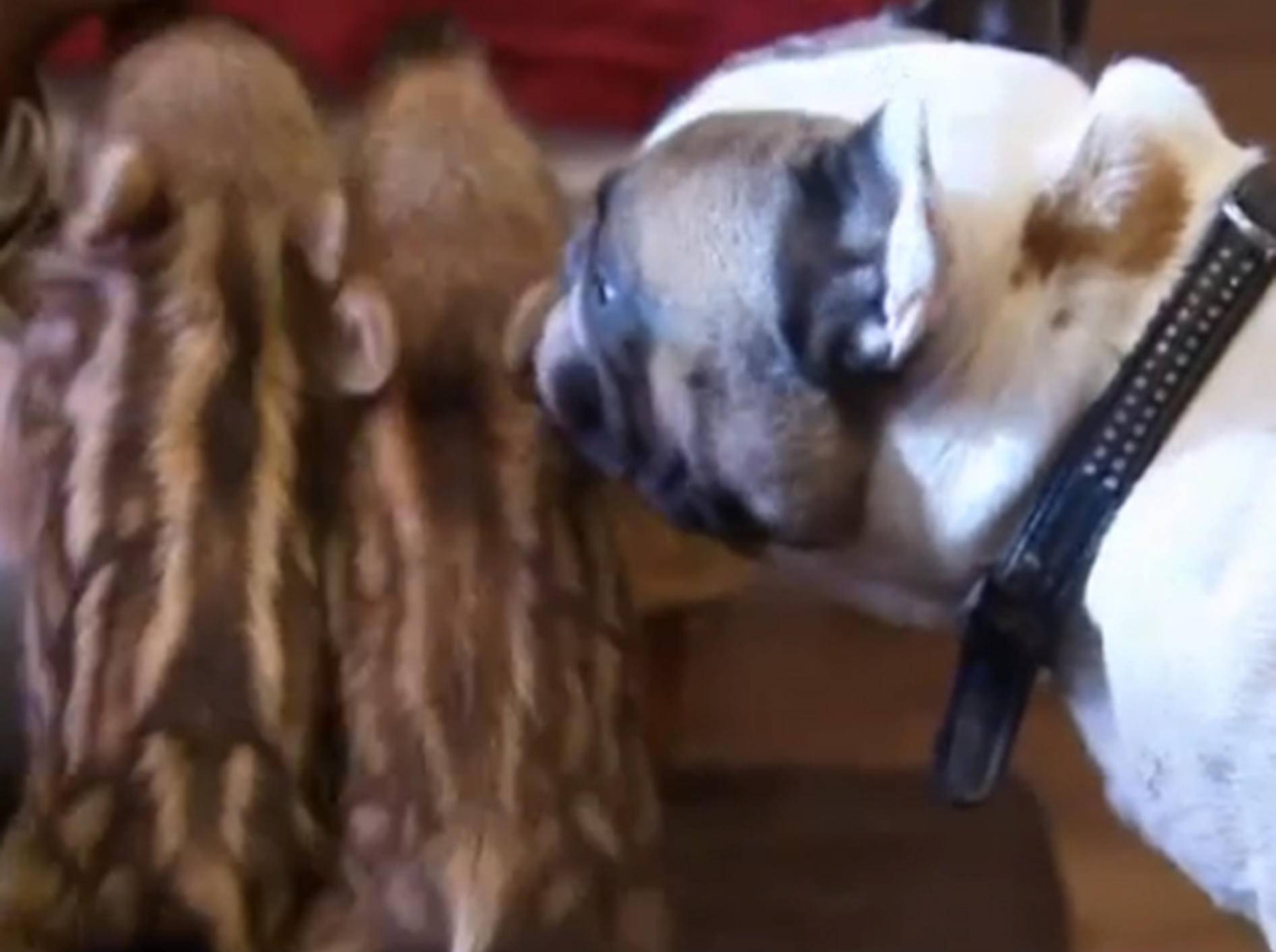 Bulldoggendame "Baby" adoptierte die Wildschweinejungen