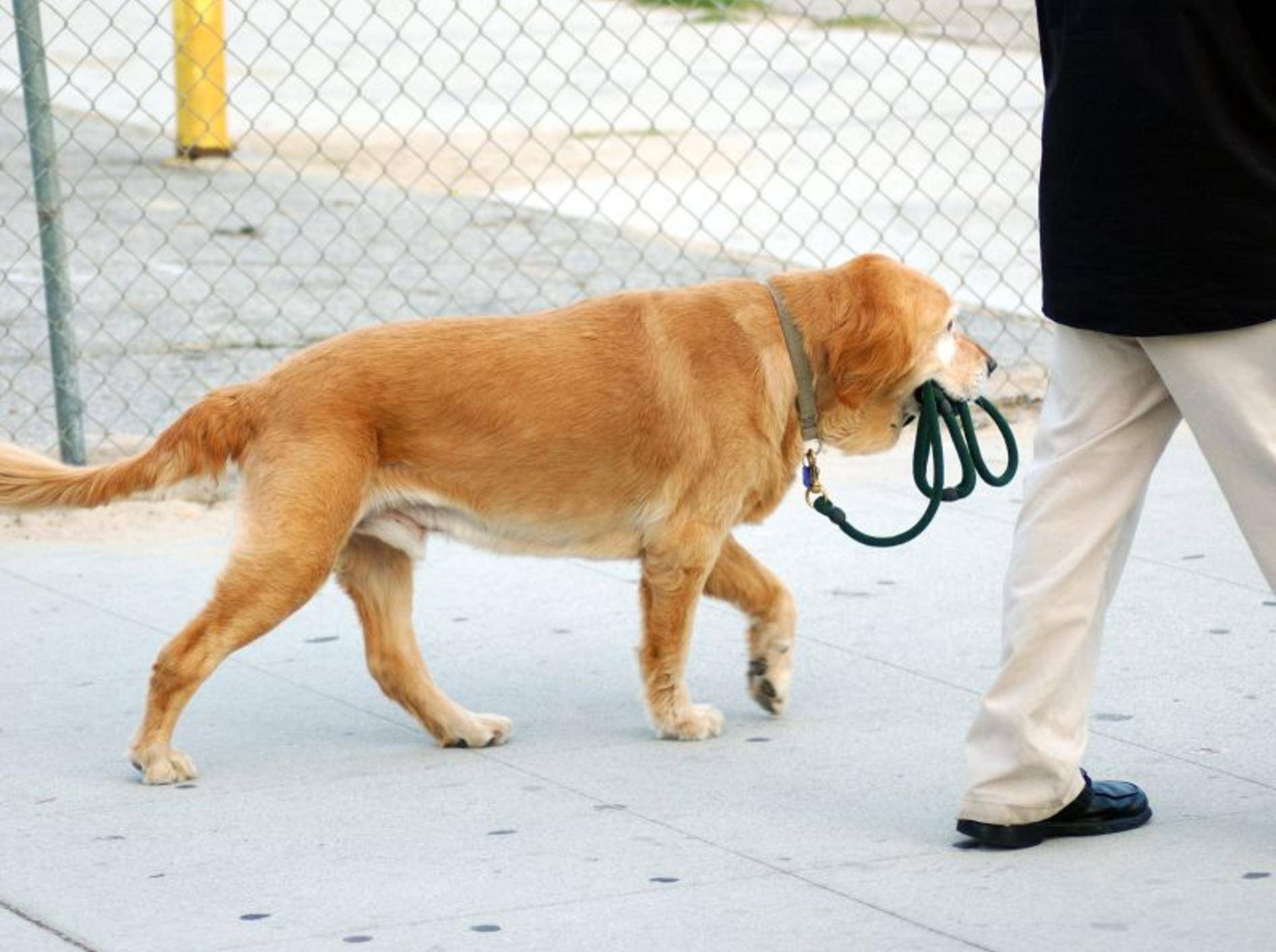 Vorteil des Hundeführerscheins: Der Hund darf ohne Leine laufen — Bild: Shutterstock / Real Deal Photo
