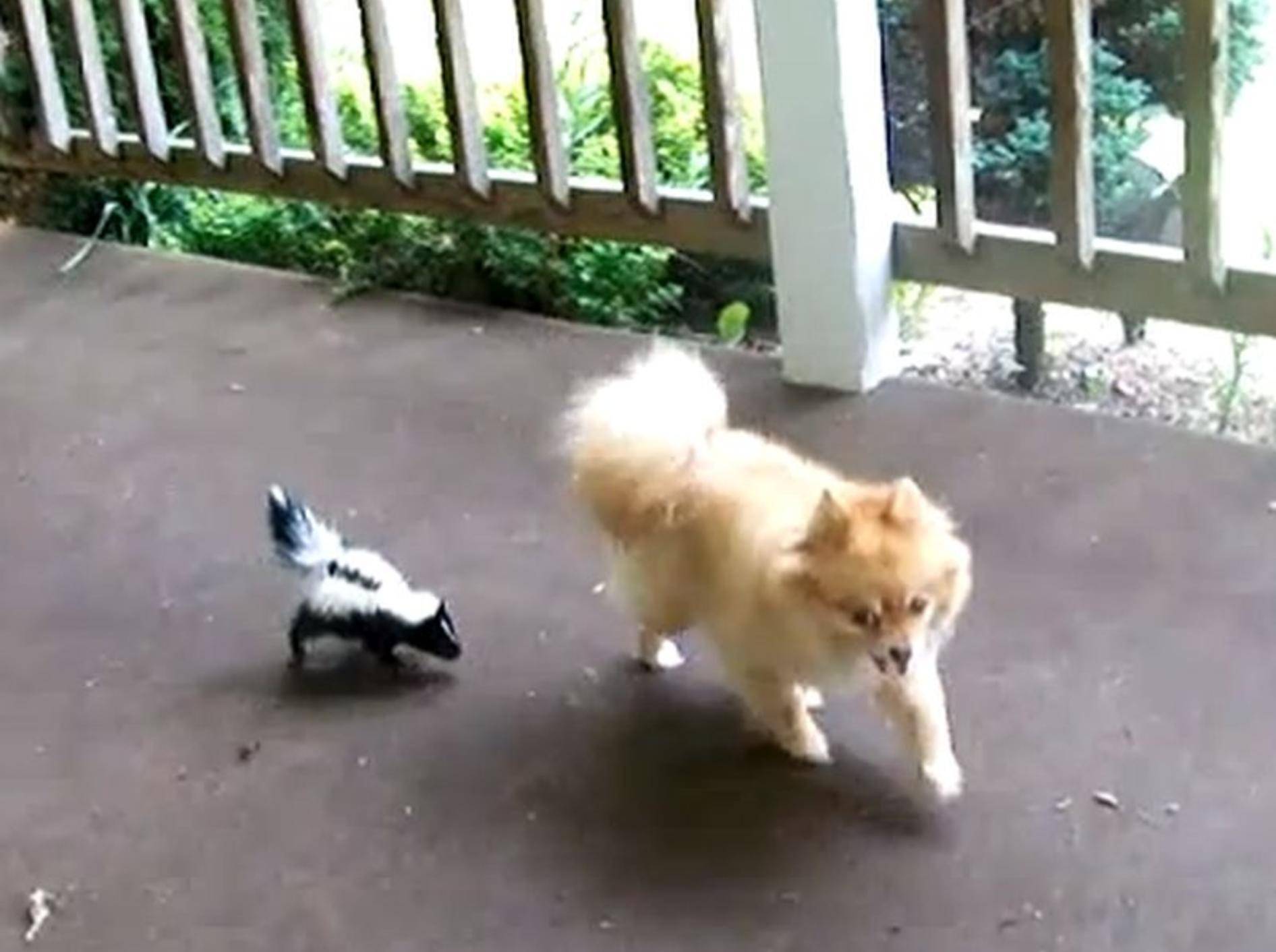 "Furchterregendes" Baby-Stinktier verfolgt Hund
