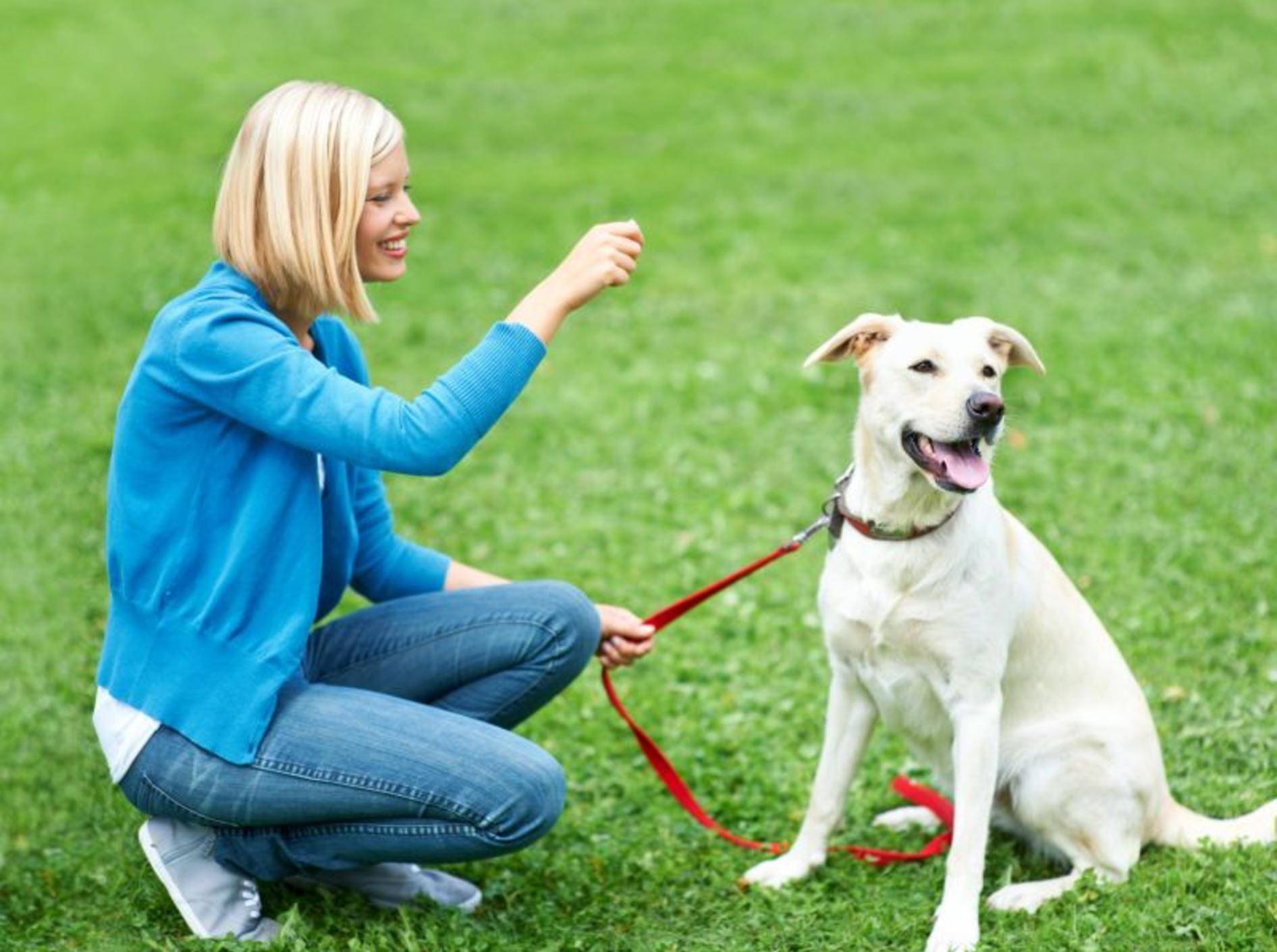Der Hundeführerschein stellt verschiedene Anforderungen an das Herrchen — Bild: Shutterstock / Yuri Arcurs