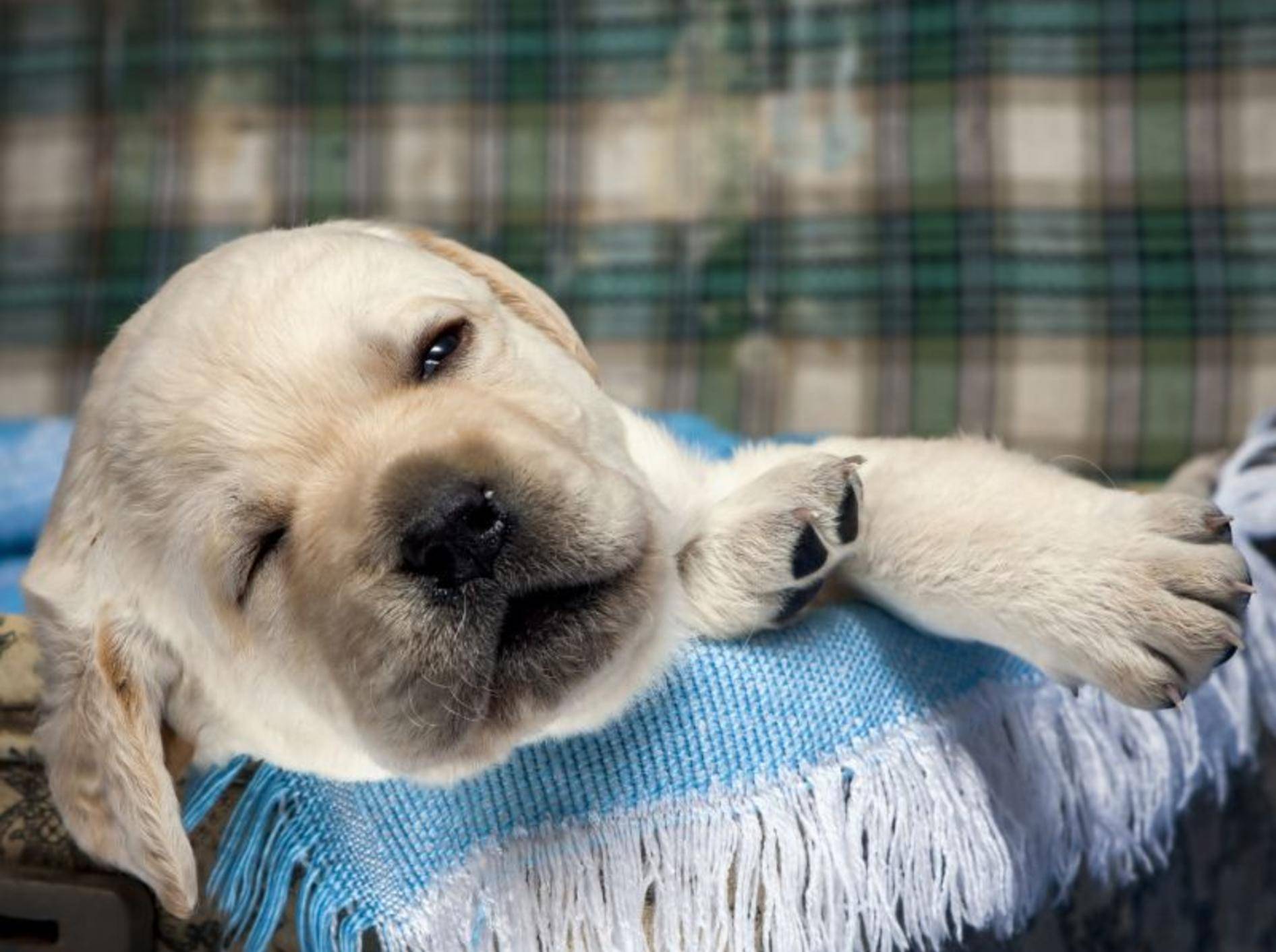 Gut geschlafen? Ein hundemüder — Bild: Shutterstock / Labrador Asichka