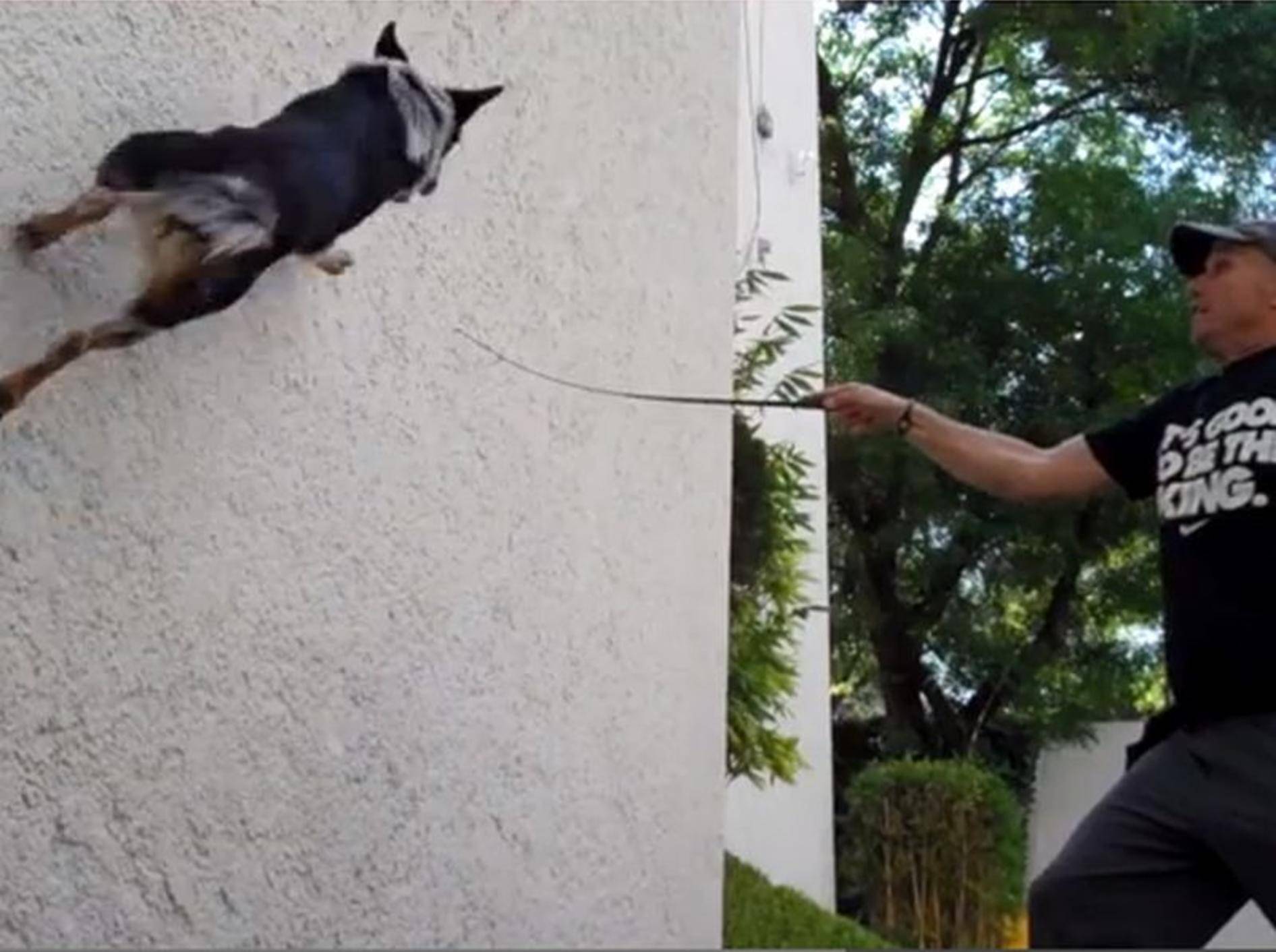 Superhund Jumpy zeigt Kunststücke für Fortgeschrittene
