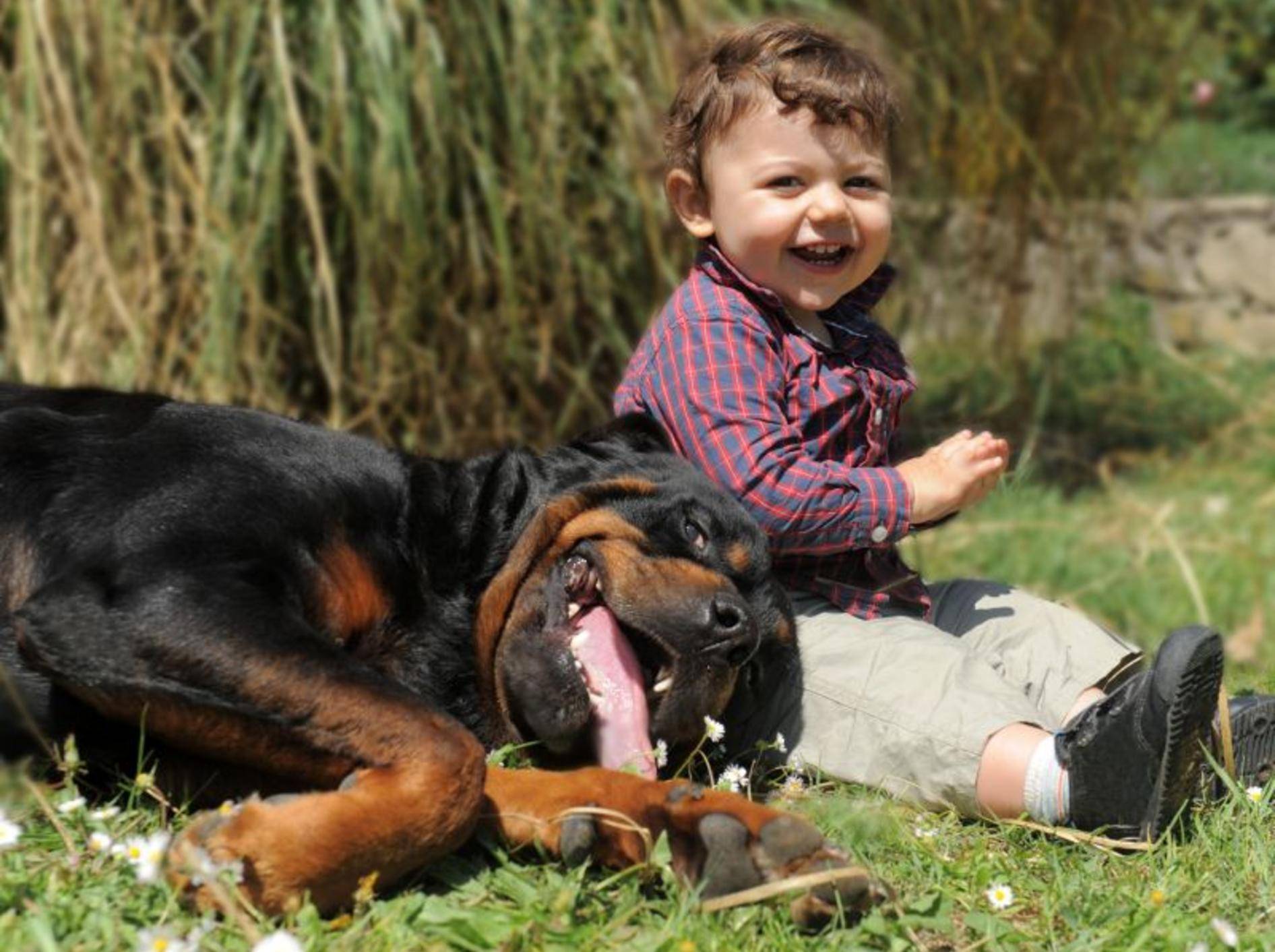 Eindeutig: Hunde und Kinder genießen das schöne Wetter am liebsten zu zweit — Bild: Shutterstock / cynoclub