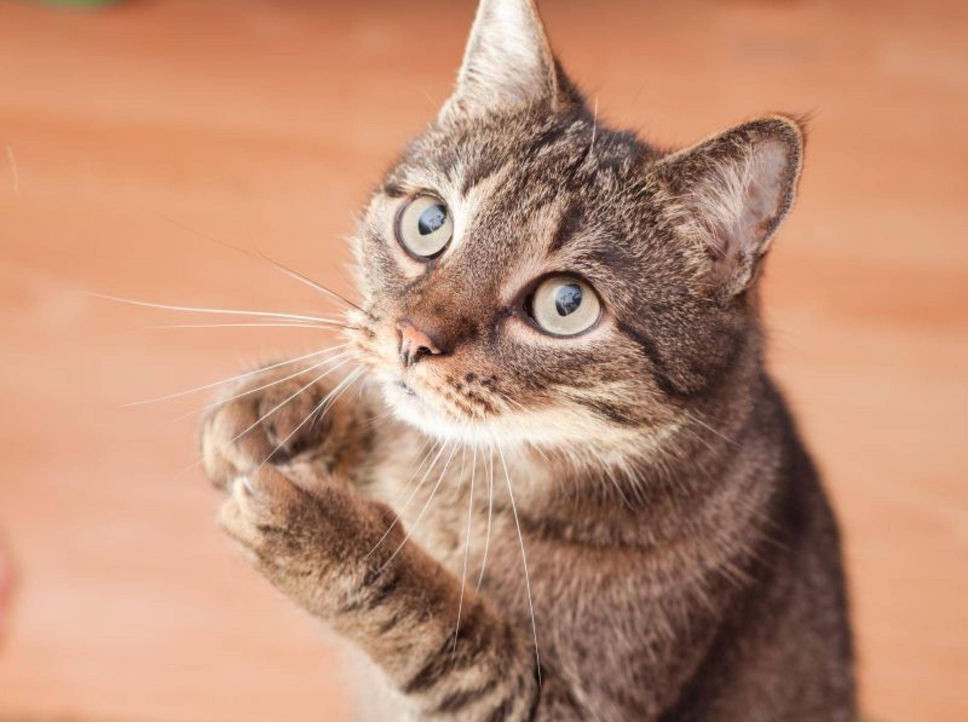 Stark bleiben: Nicht die Katze entscheidet, wie viele Leckerlis es gibt — Bild: Shutterstock / Andrzej Tarnawczyk
