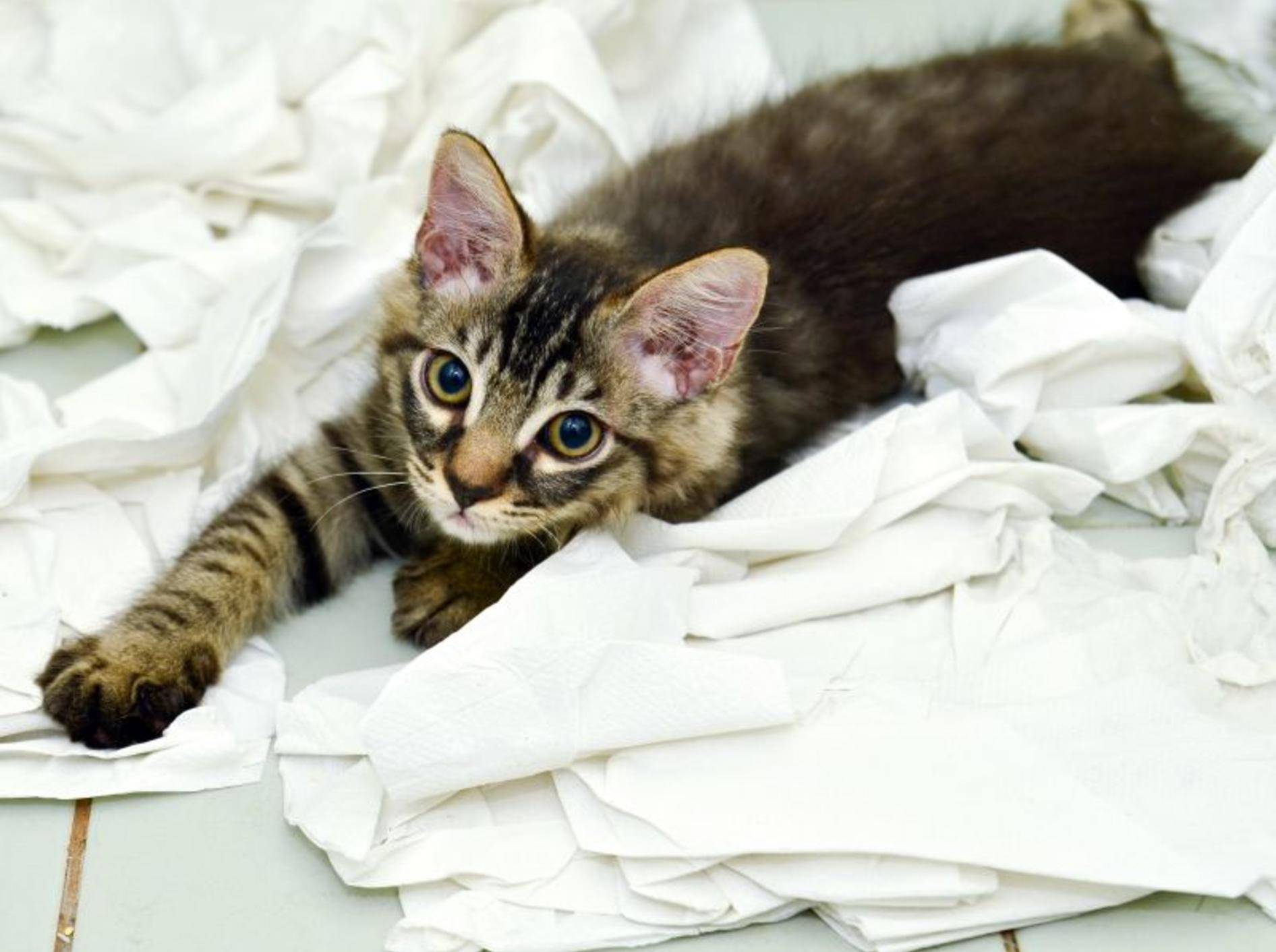 Diese Katze hat noch nicht ganz die richtige Katzenstreu gefunden — Bild: Shutterstock / hwongcc