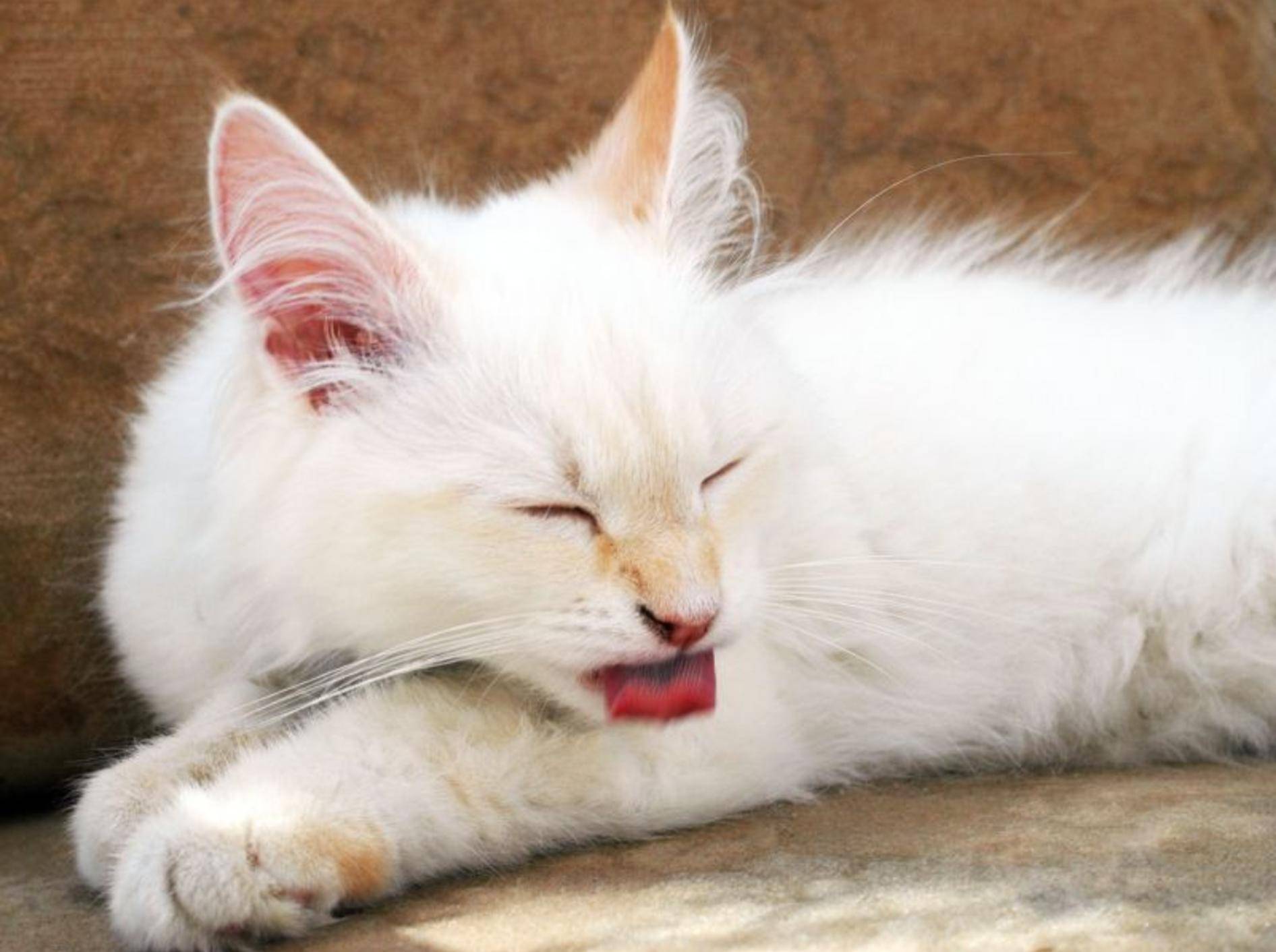 Langhaarige Katzen sind während des Fellwechsels besonders pflegebedürftig — Bild: Shutterstock / butterflydream