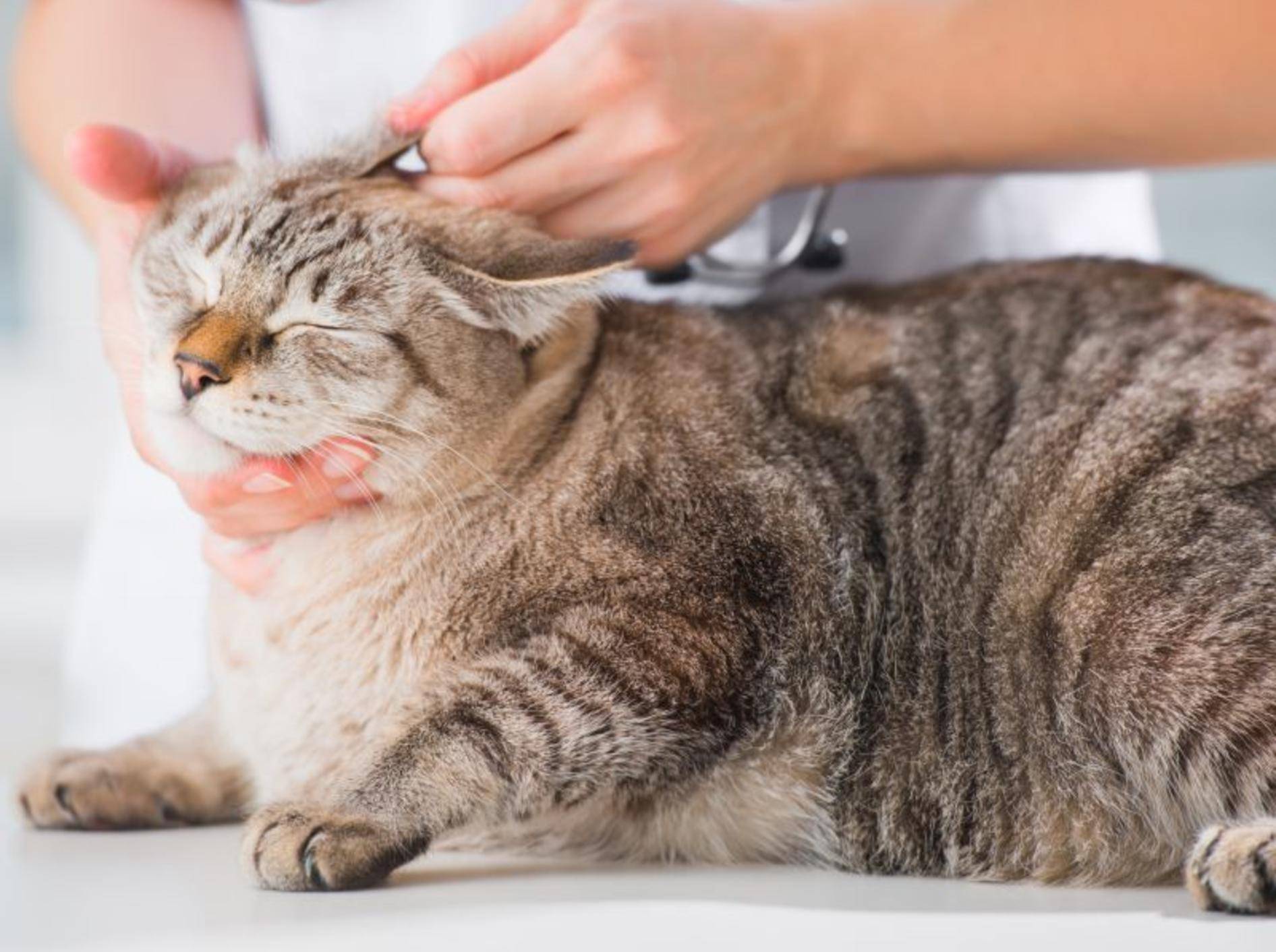 Ohren von Katzen reinigen: Hier ist Feingefühl gefragt — Bild: Shutterstock / Hasloo Group Production Studio