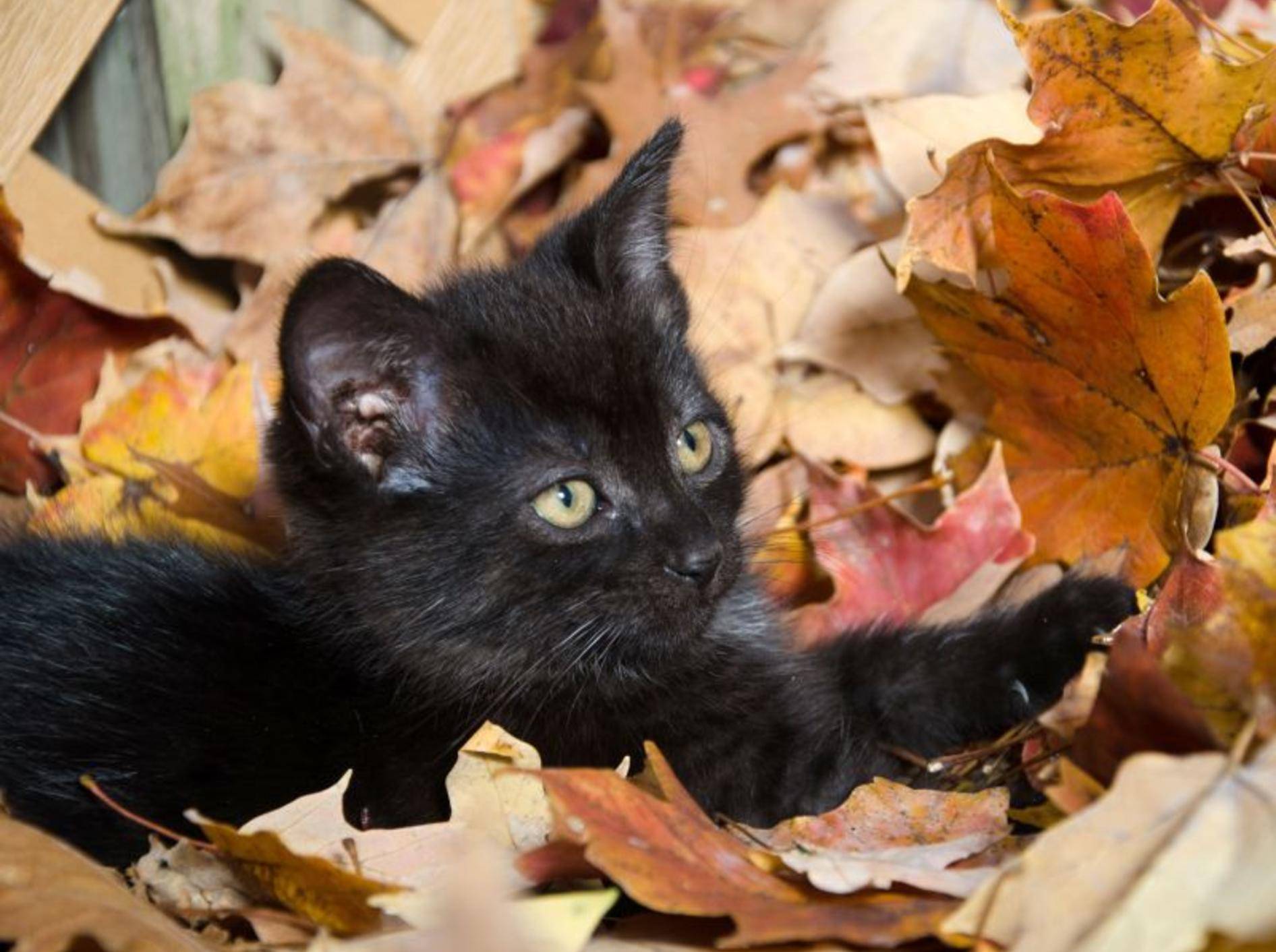 Und im Laub herumtollen macht Katzenbabys einen Riesenspaß, wie man sieht — Bild: Shutterstock / Tony Campbell