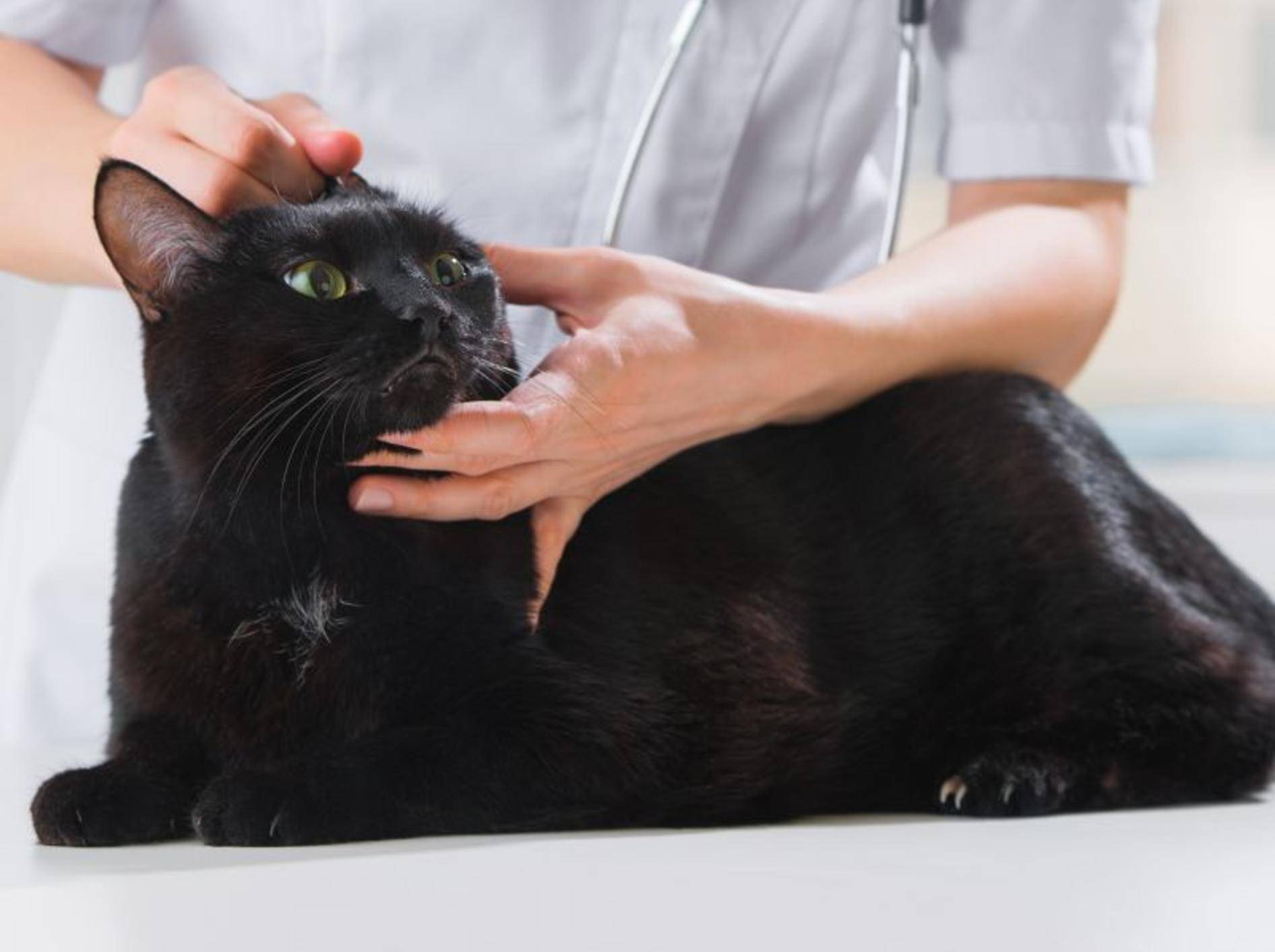 Symptome eines Ohrmilbenbefalls sollten mit dem Tierarzt abgeklärt werden — Bild: Shutterstock / Hasloo Group Production Studio