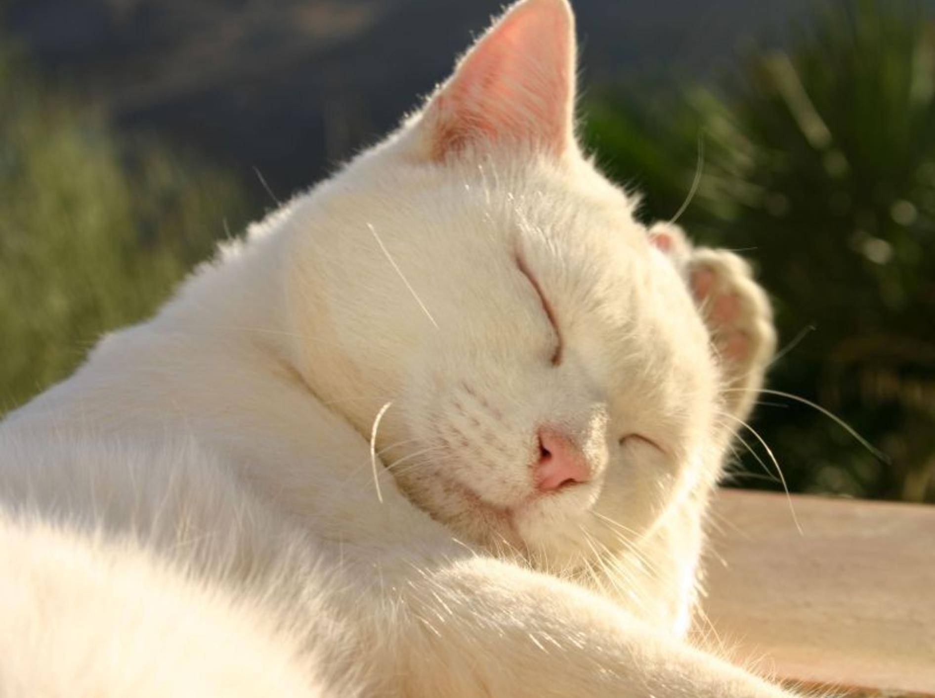 Besonders weiße Katzen sind empfindlich gegen Sommerhitze — Bild: Shutterstock / itakefotos4u