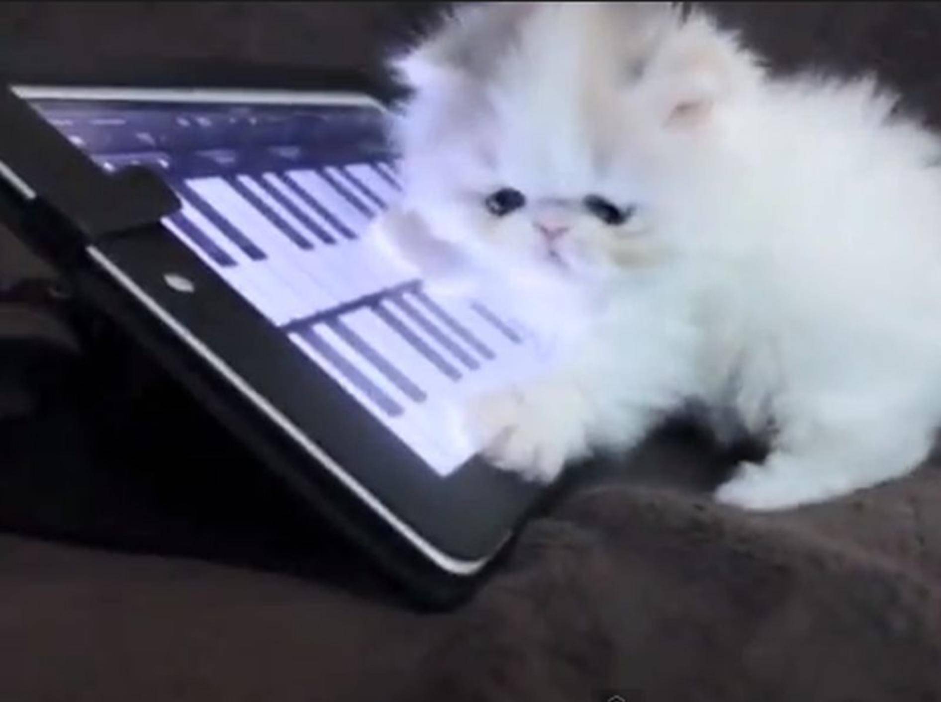 Bezauberndes Kätzchen: Marshmallow entdeckt die Welt — Bild: Youtube / sweetfurx4