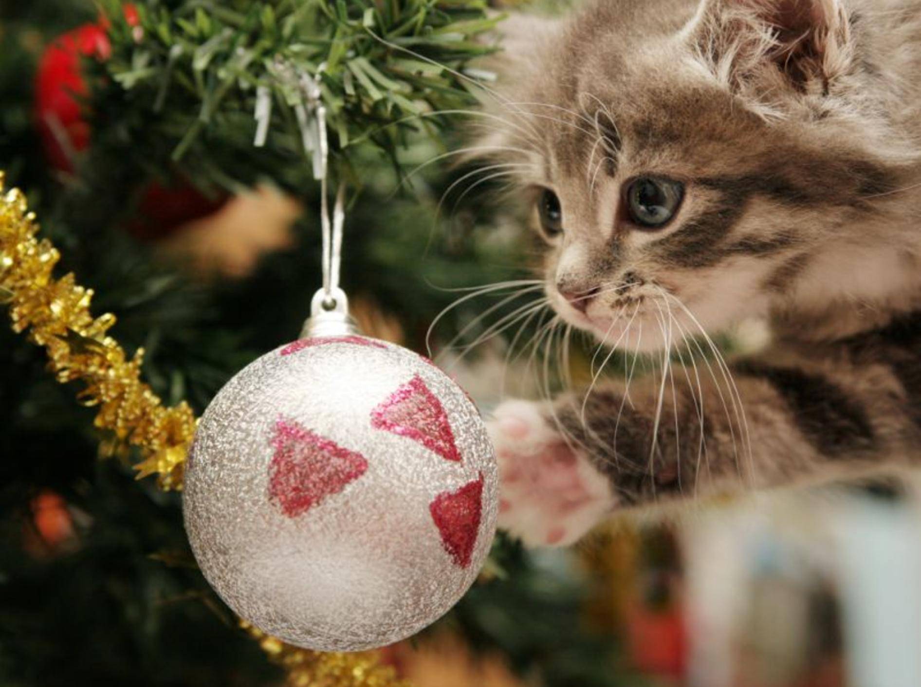 Ein Haustier als Last-Minute-Geschenk? Keine gute Idee – Foto: Shutterstock / Sue McDonald