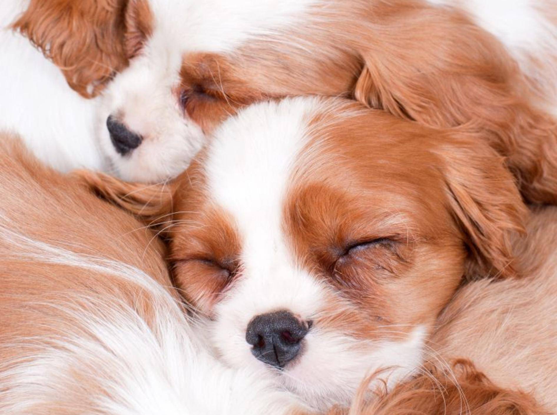 Süße schlafende Hunde: King-Charles-Spaniel-Geschwister gehen ihrer Lieblingsbeschäftigung nach — Bild: Shutterstock / Tatiana Gass