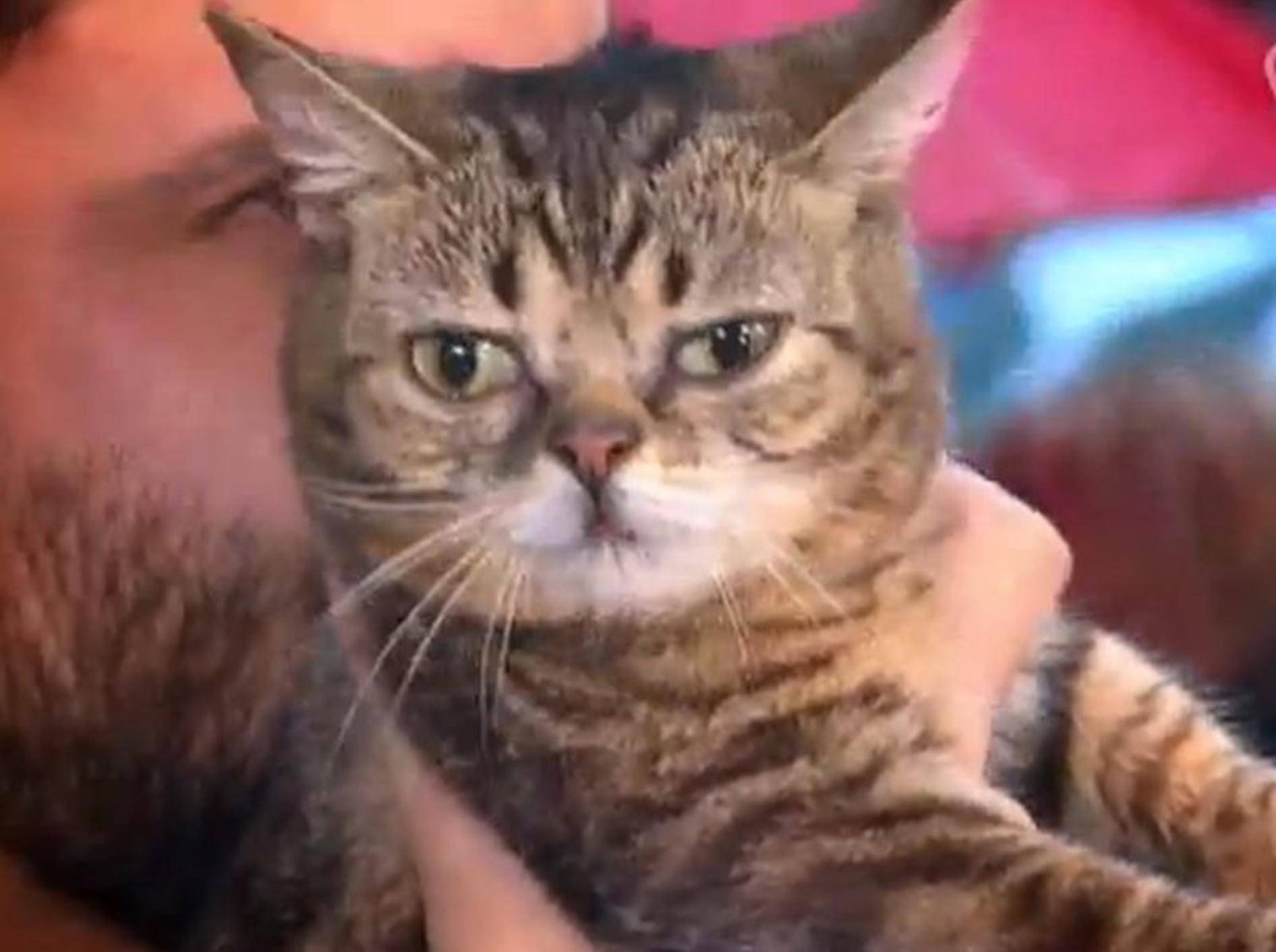 Lil Bub: Zahnloser Internet-Star bekommt eigene Doku — Bild: Youtube / vice