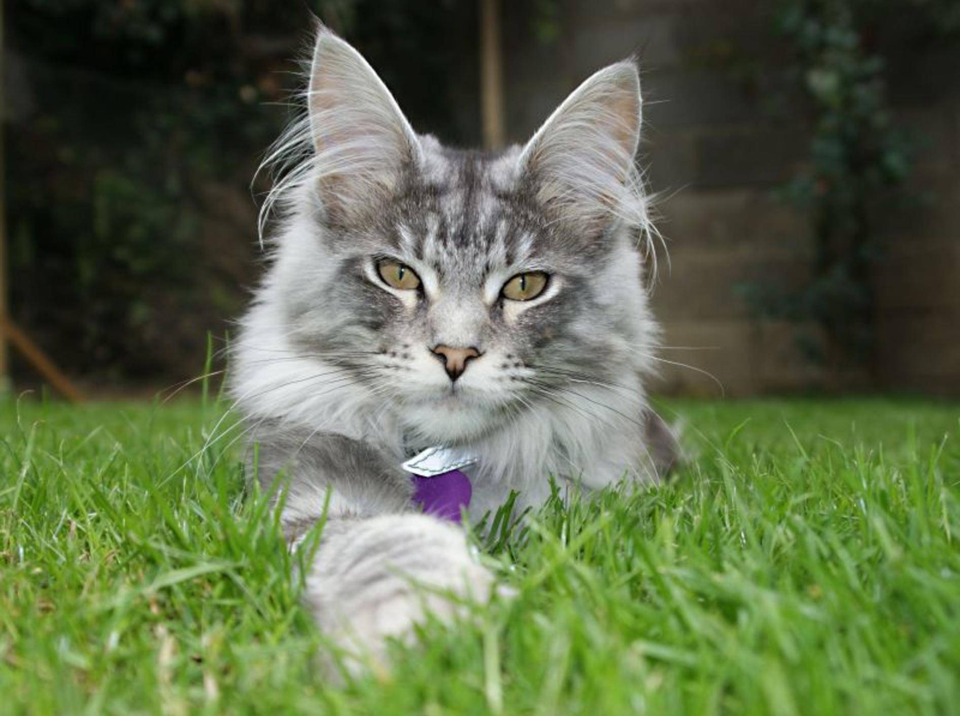Featured image of post Main Coon Katze Charakter